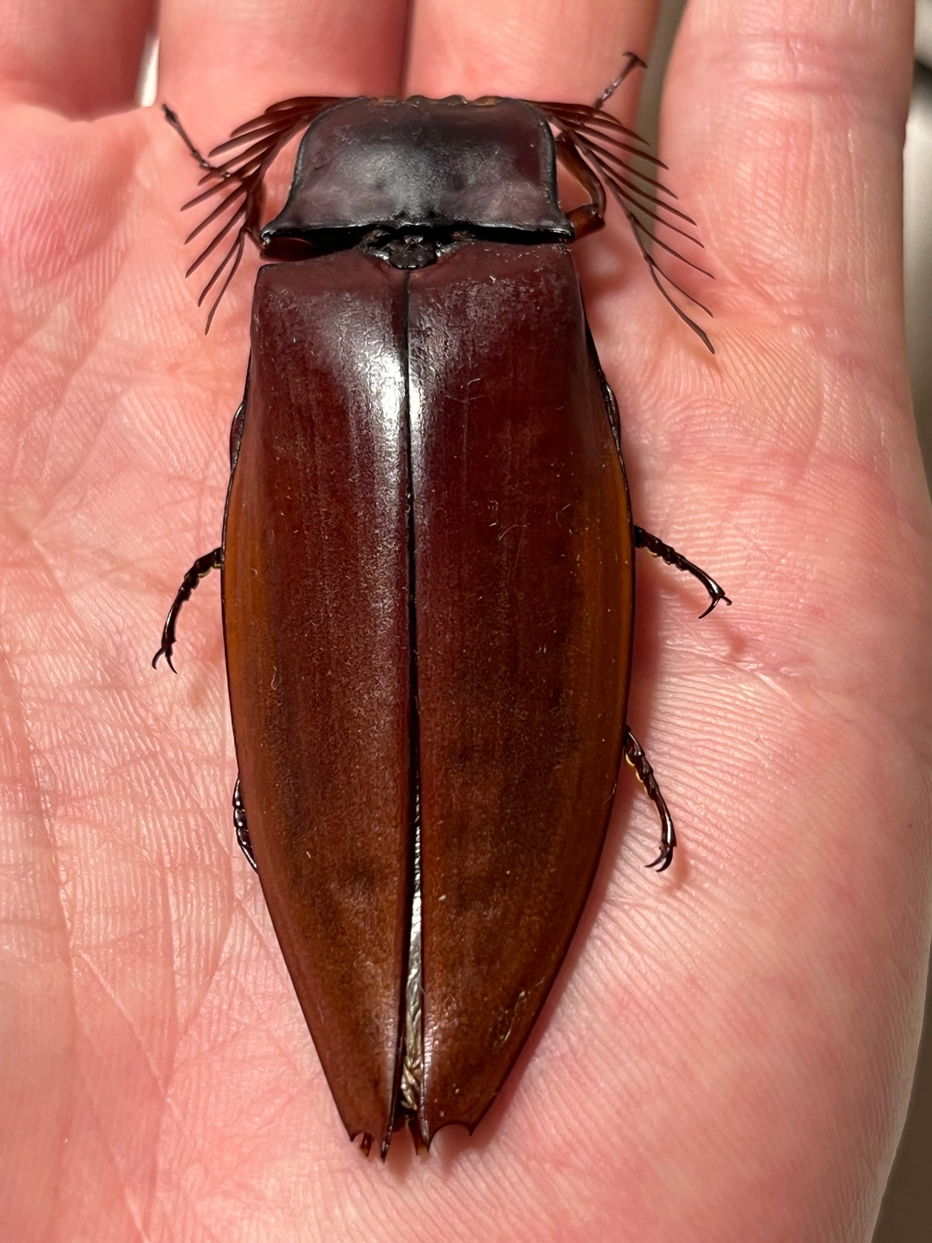 米搗最大級】Oxynopterus sp.コメツキムシ 69mm ハムシフンチュウ