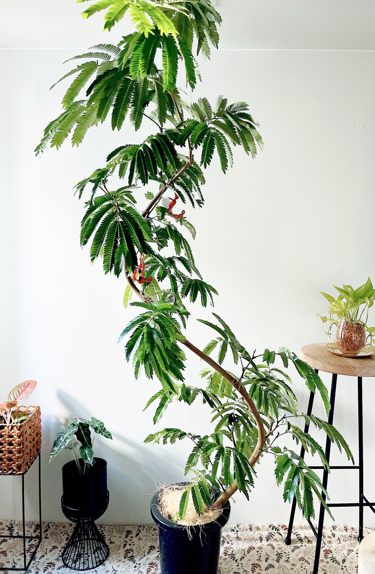 エバーフレッシュ ネムノキ 曲がり 逸品 観葉植物 大型 calm cafe