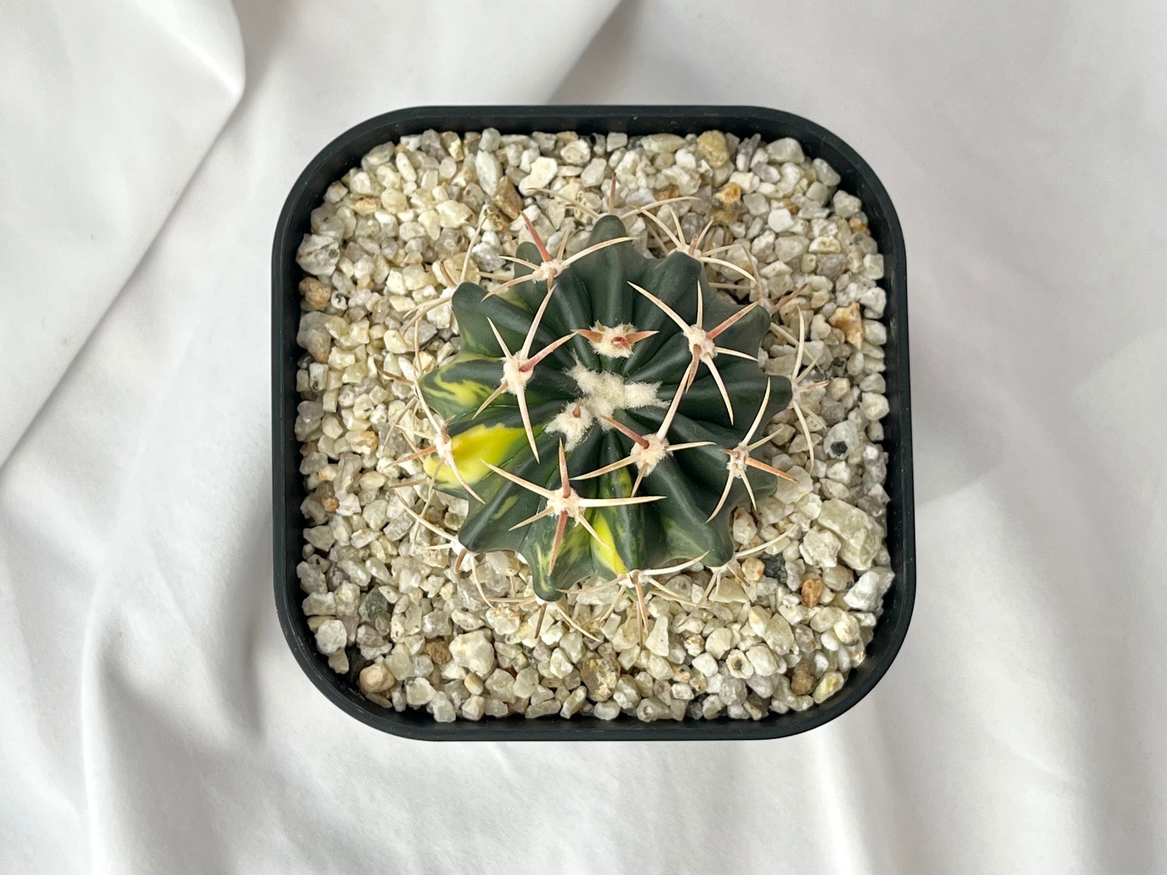Echinocactus texensis エキノカクタス 綾波錦 サボテン | plants MARU