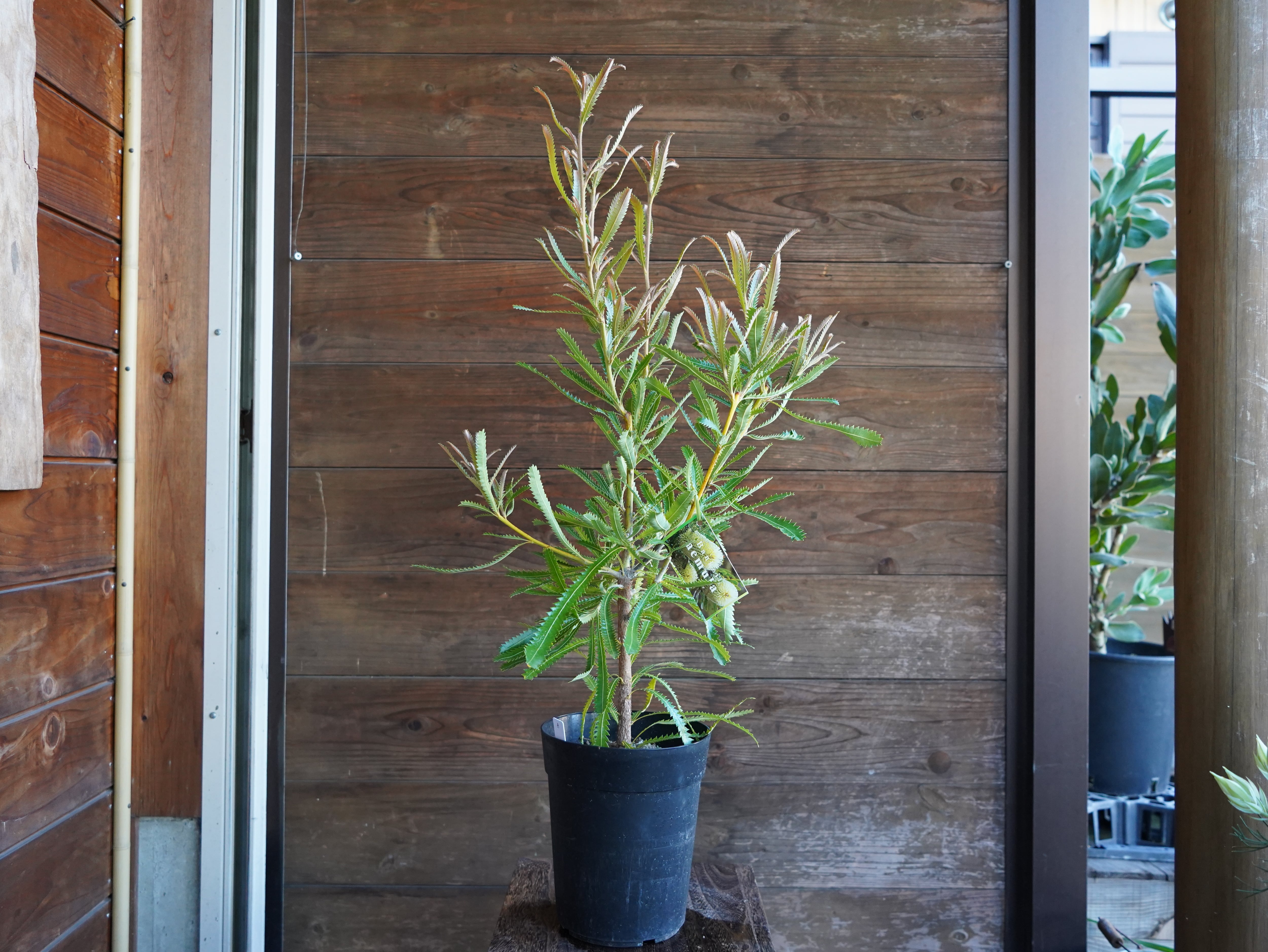 【現物】バンクシア　”アエムラ”　６号　A　