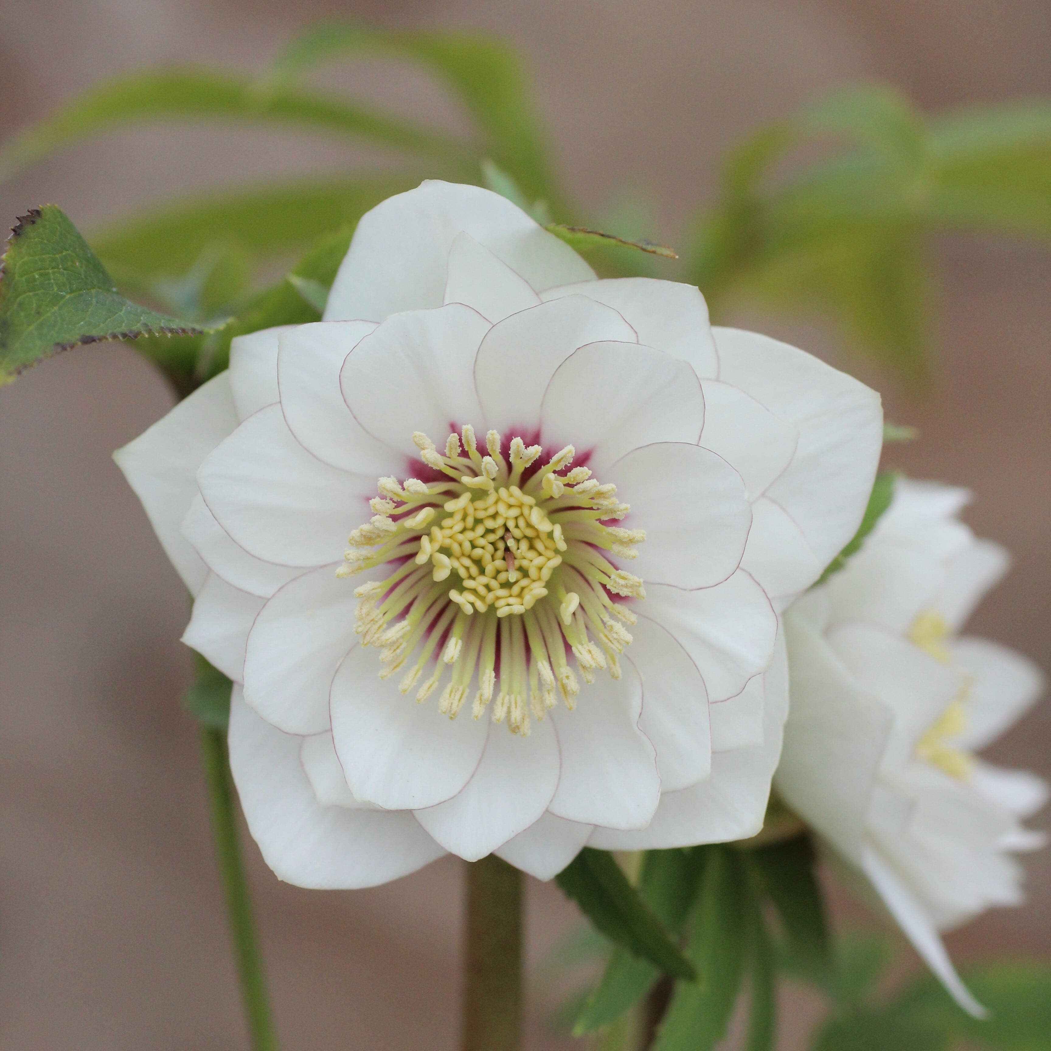 WS26-050 クリスマスローズ ウィンターシンフォニー 静ダブル