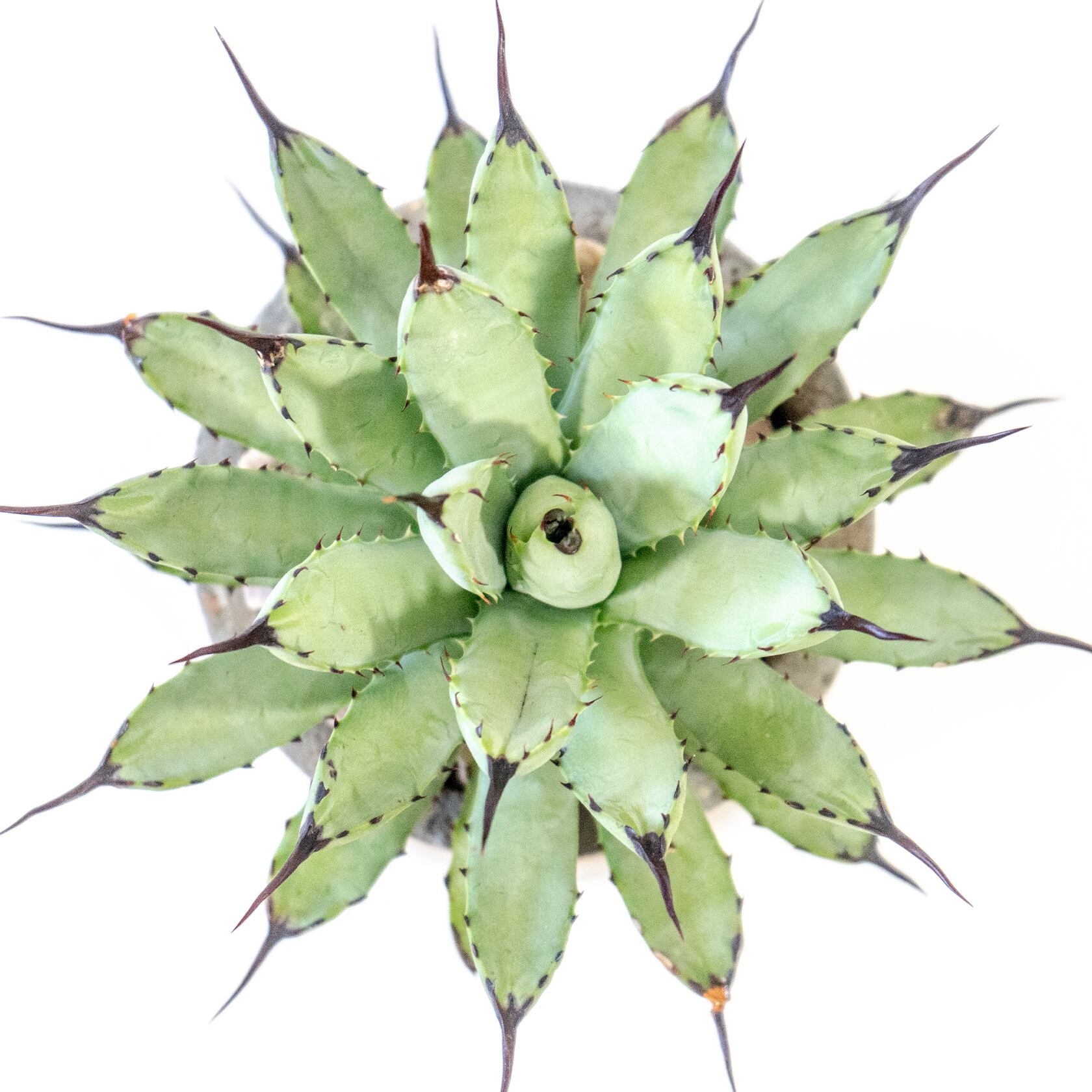 アガベ・マクロアカンサ　放射状の葉と黒棘の対比　風合いある鉢で仕立てた逸品