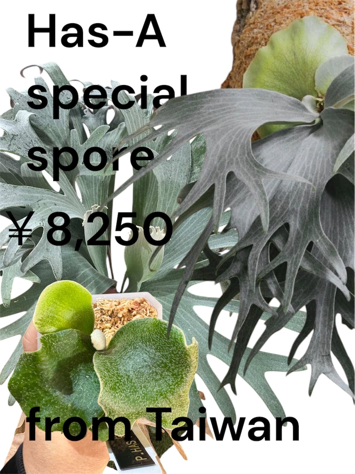 ALL ITEM | Plants.Links