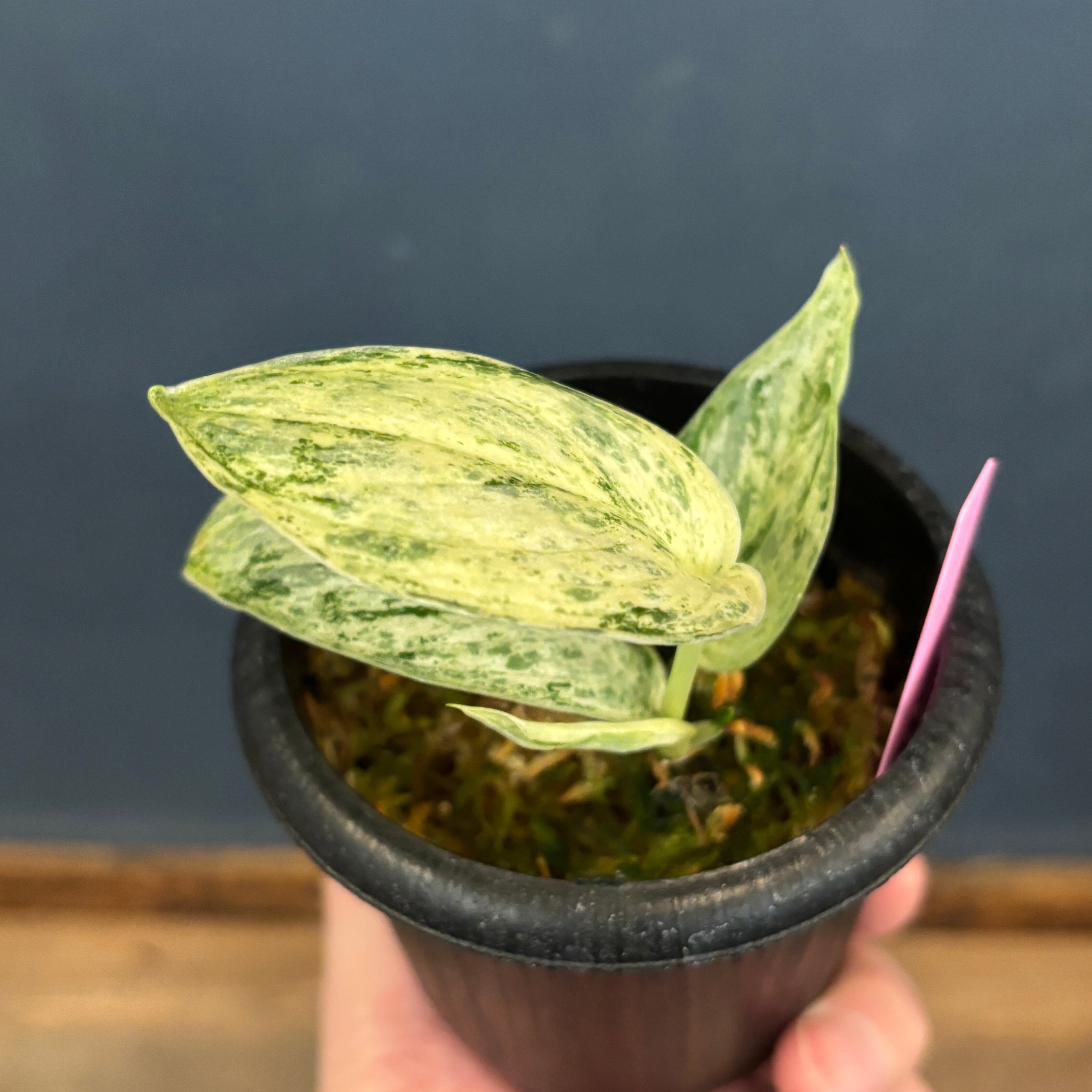 クリアランス】スキンダプサス Peasum【519】 | PROTOLEAF プロトリーフ