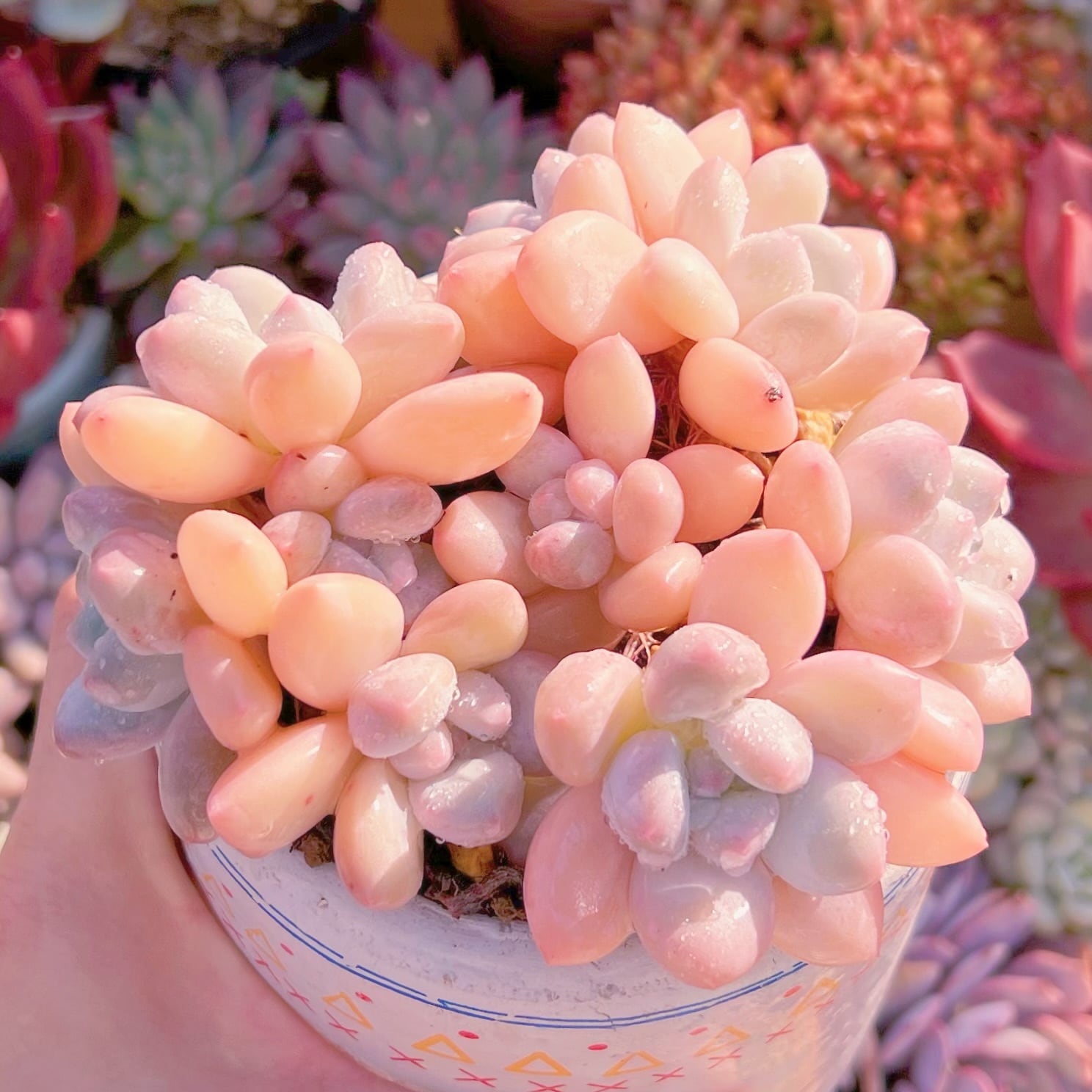 現品　ベビースイート#2192　新入荷　るる農園