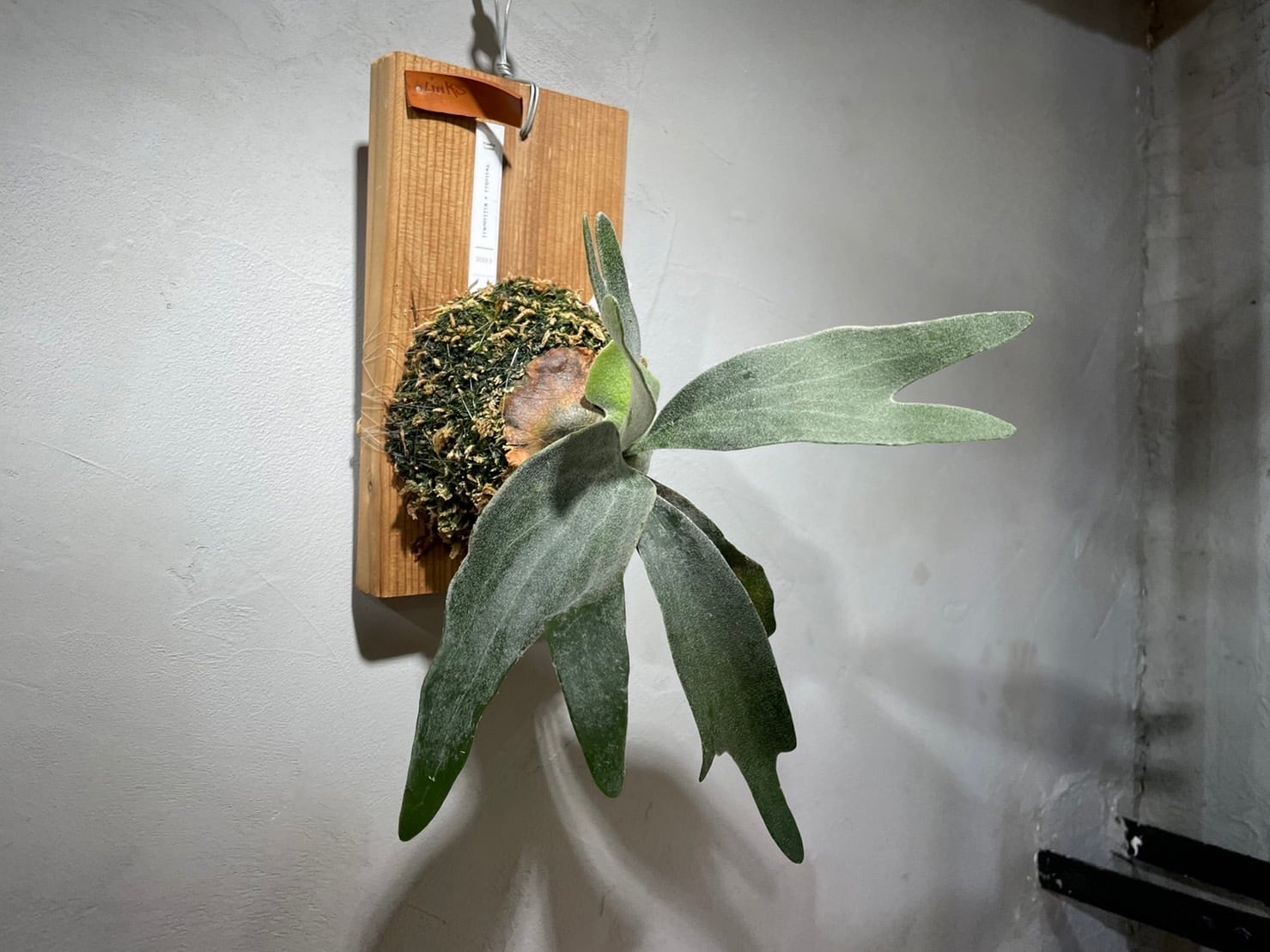 ビカクシダ(ヴィーチー×ウィリンキー)交配種 | Plants.Links