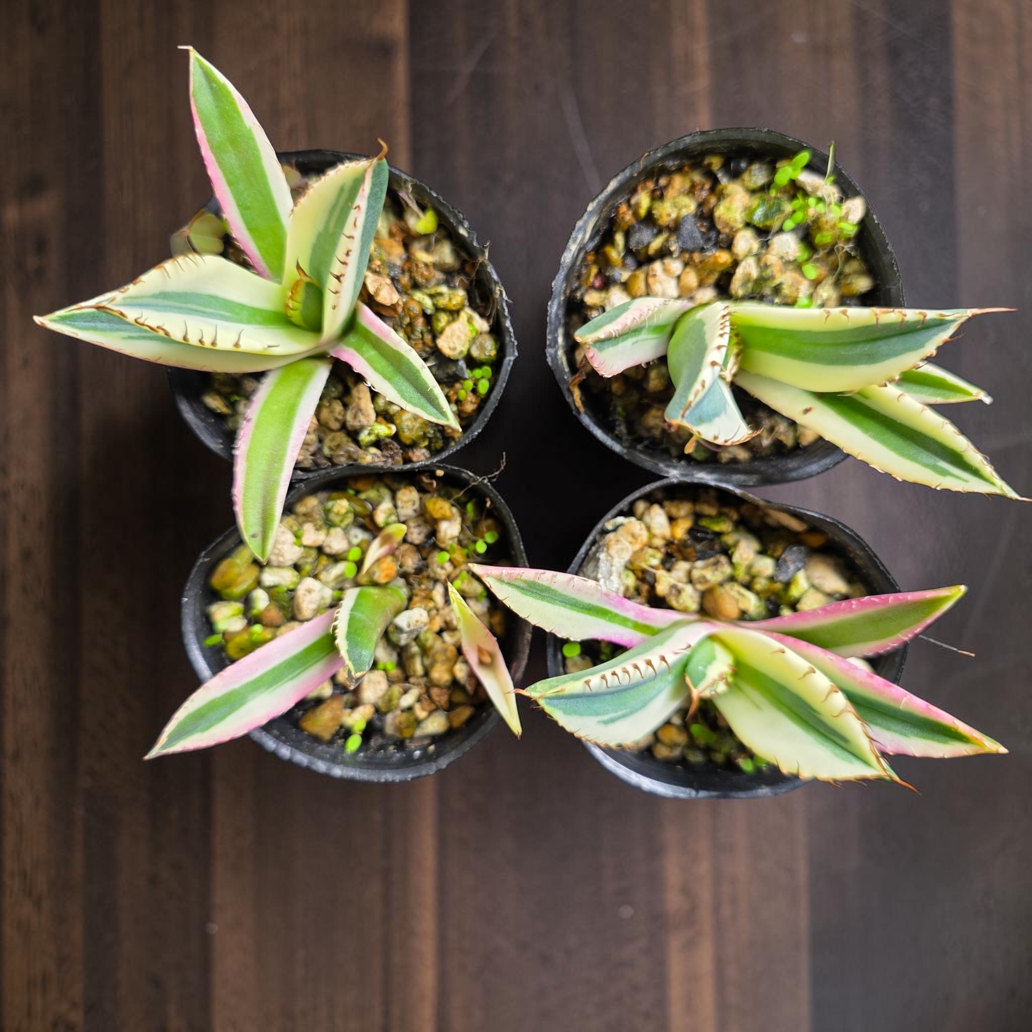 アガベ チタノタ 'スナグルトゥース'（Agave titanota 'Snaggle Tooth
