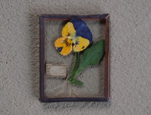 [The FINAL EXHIBITION] 13 ガラス標本 XS パンジー