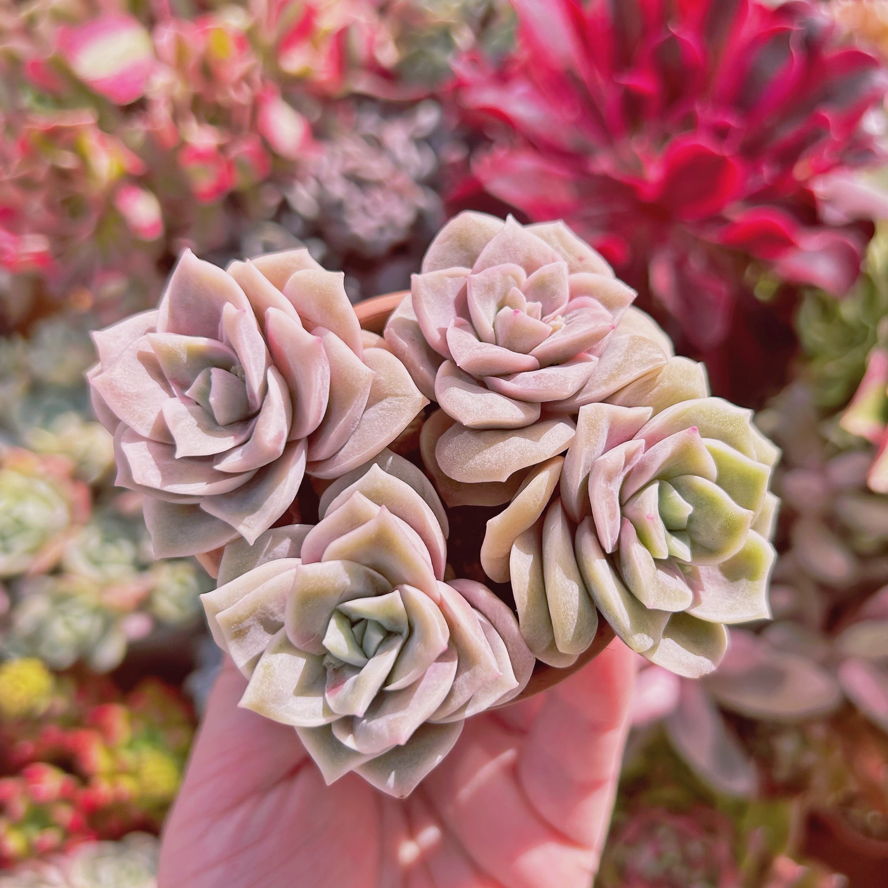 #561現物　多肉植物　ラブリーローズ