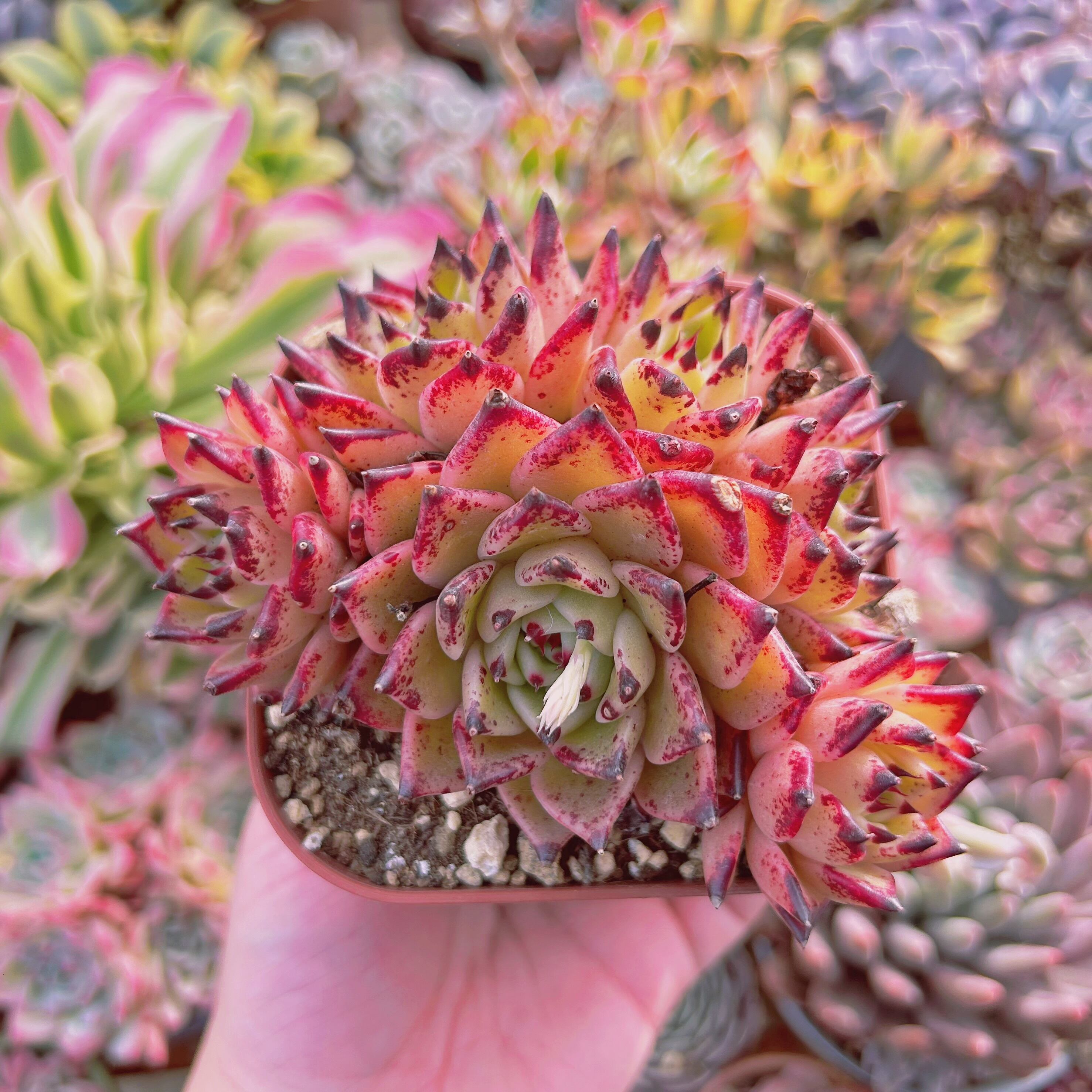 現物　多肉植物　Echeveria  ハロウィン　特特大