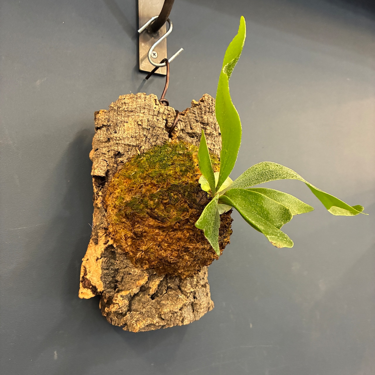 ビカクシダ Platycerium alcicorne 板付け【220】【再撮影】