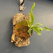 ビカクシダ Platycerium alcicorne 板付け【220】【再撮影】