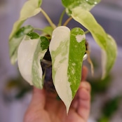 Philodendron Radiatum x Florida Beauty x Mayoi / フィロデンドロン②