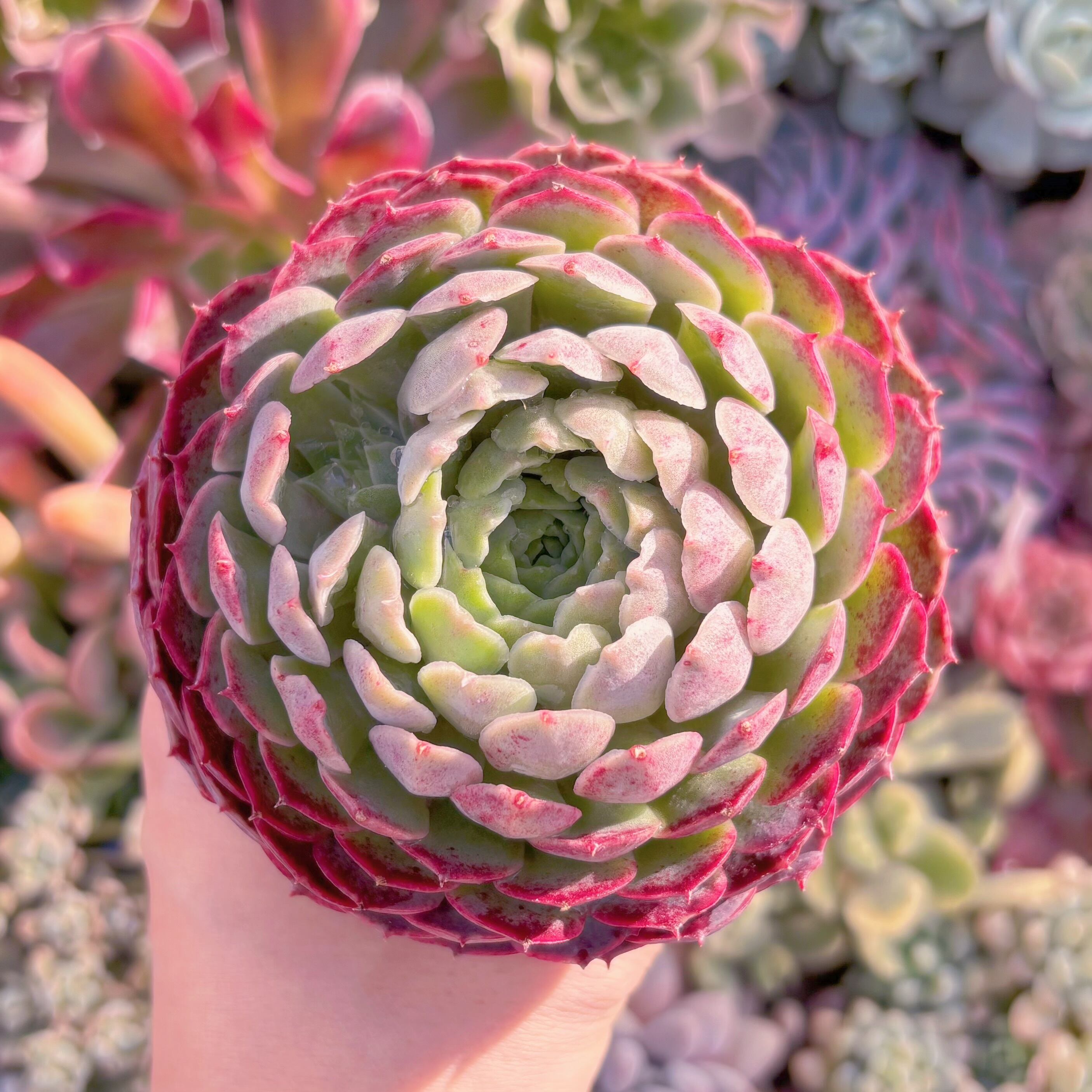 現品　朱砂痣#532　大苗　るる農園