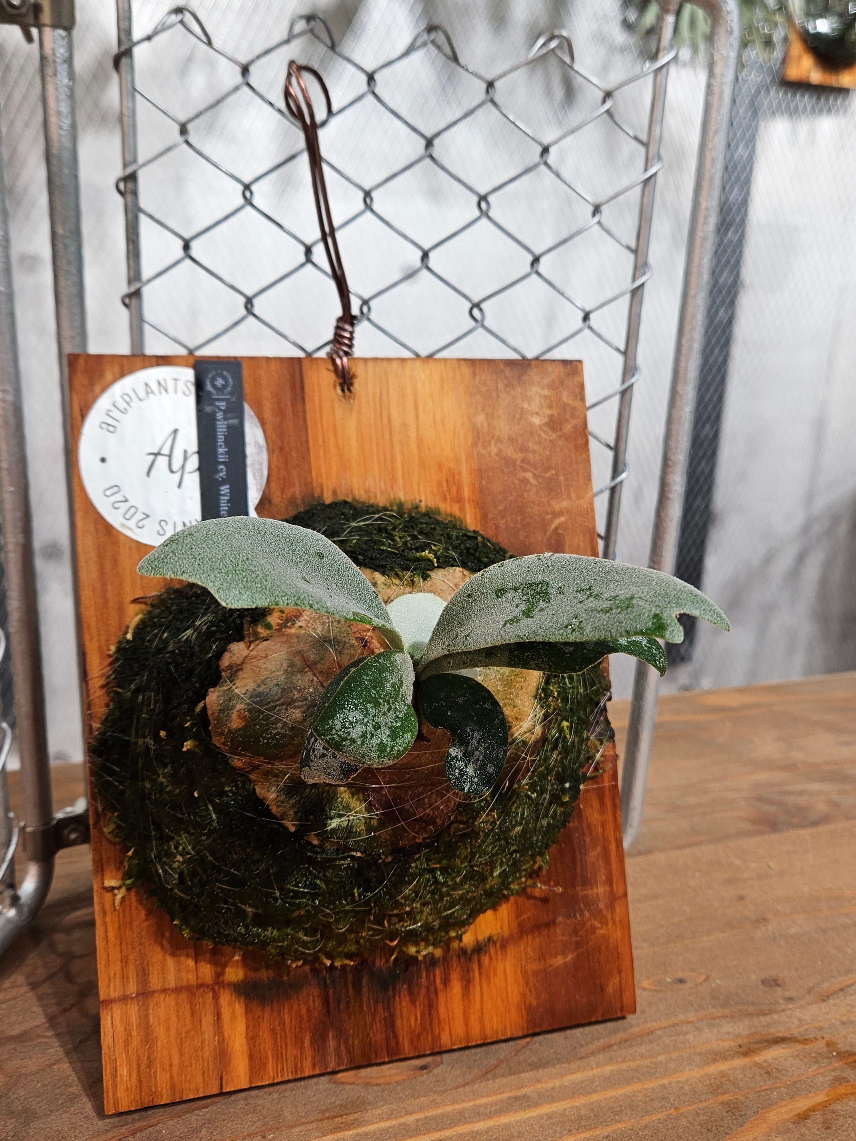 P. willinckii cv. White Mountains 【artPLANTs/PLANTS GARAGE