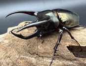 【WD】《アトラスオオカブト スマトラ島産 80mm ペア》