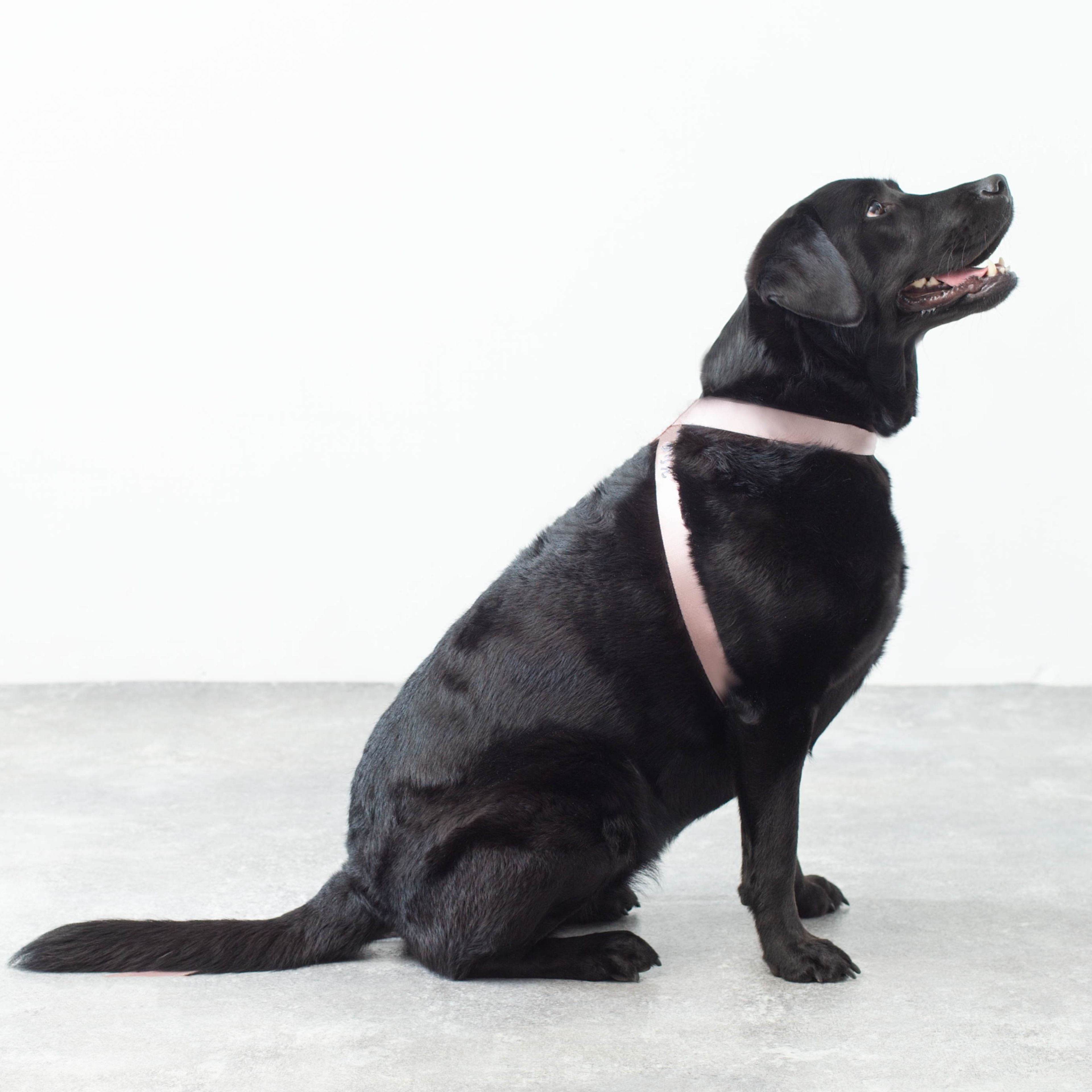 ハーネス ネーム刺繍 Nylon light 2cm幅 / 2.5cm幅 | RICH TOKYO