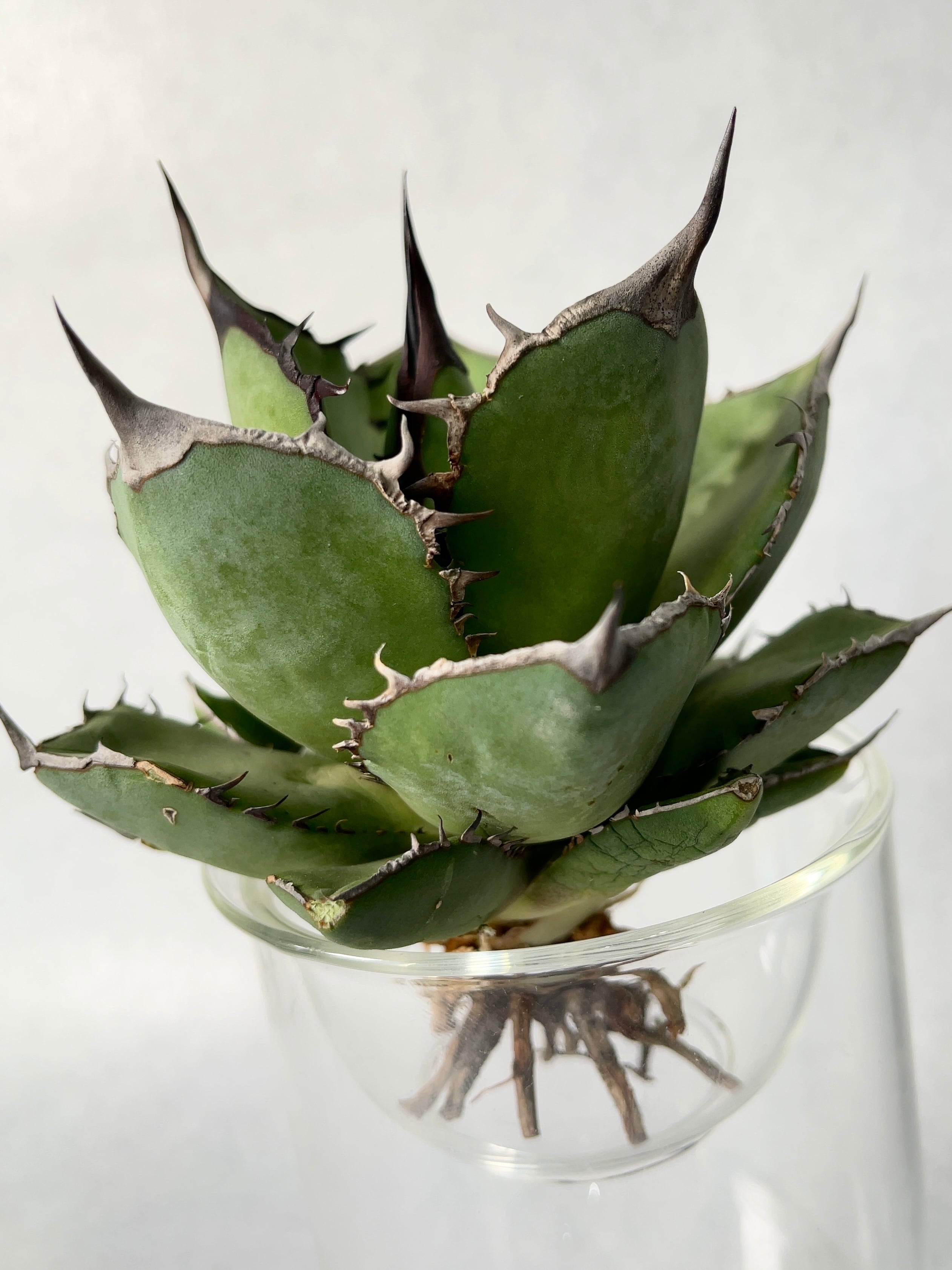 株】アガベ チタノタ パンダ '熊猫' No.3 子株付き 20.アガベ チタノタ