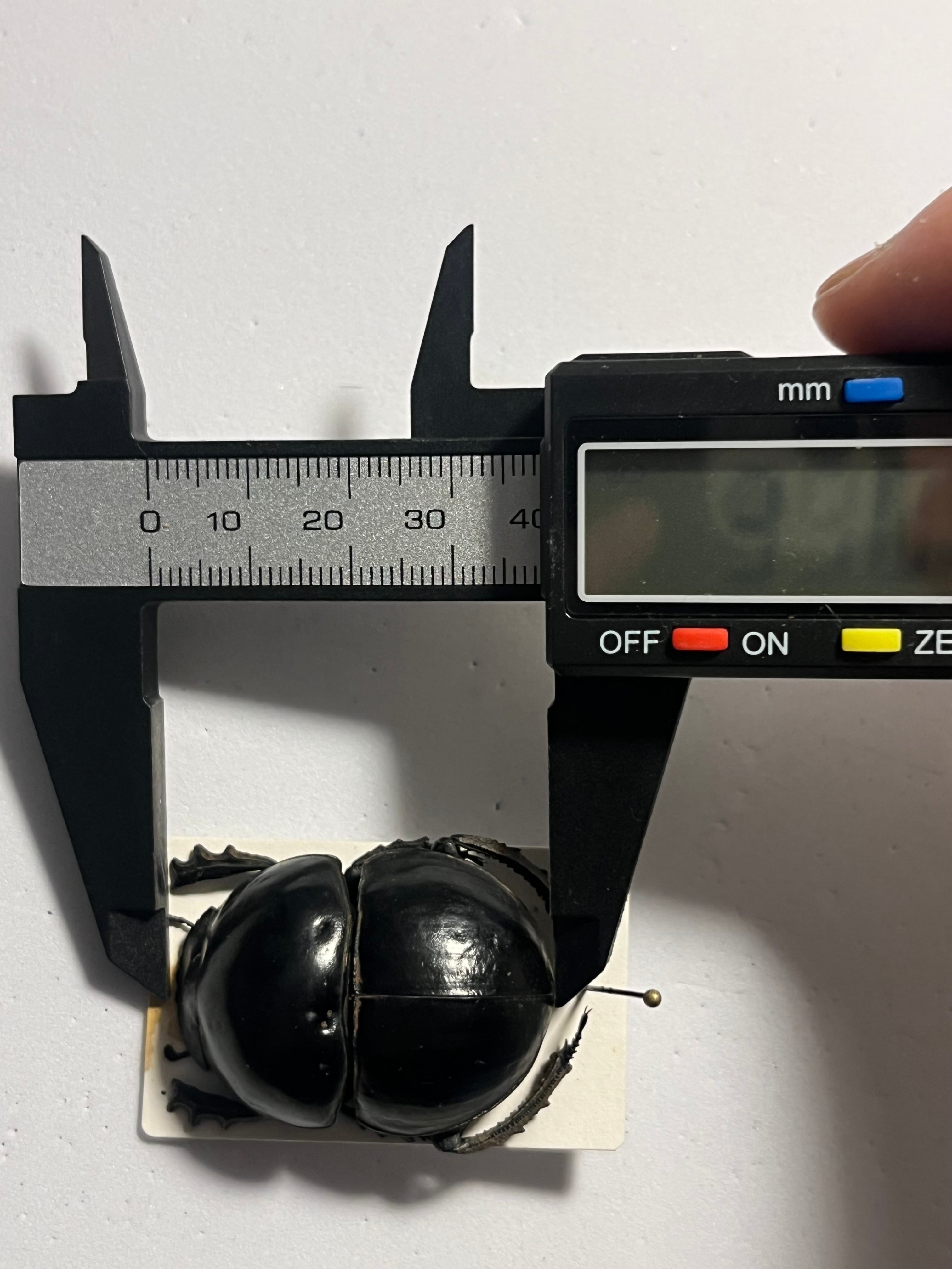 未展足38mm】ピンポンタマオシコガネ 飛べないフンコロガシ オオニジ