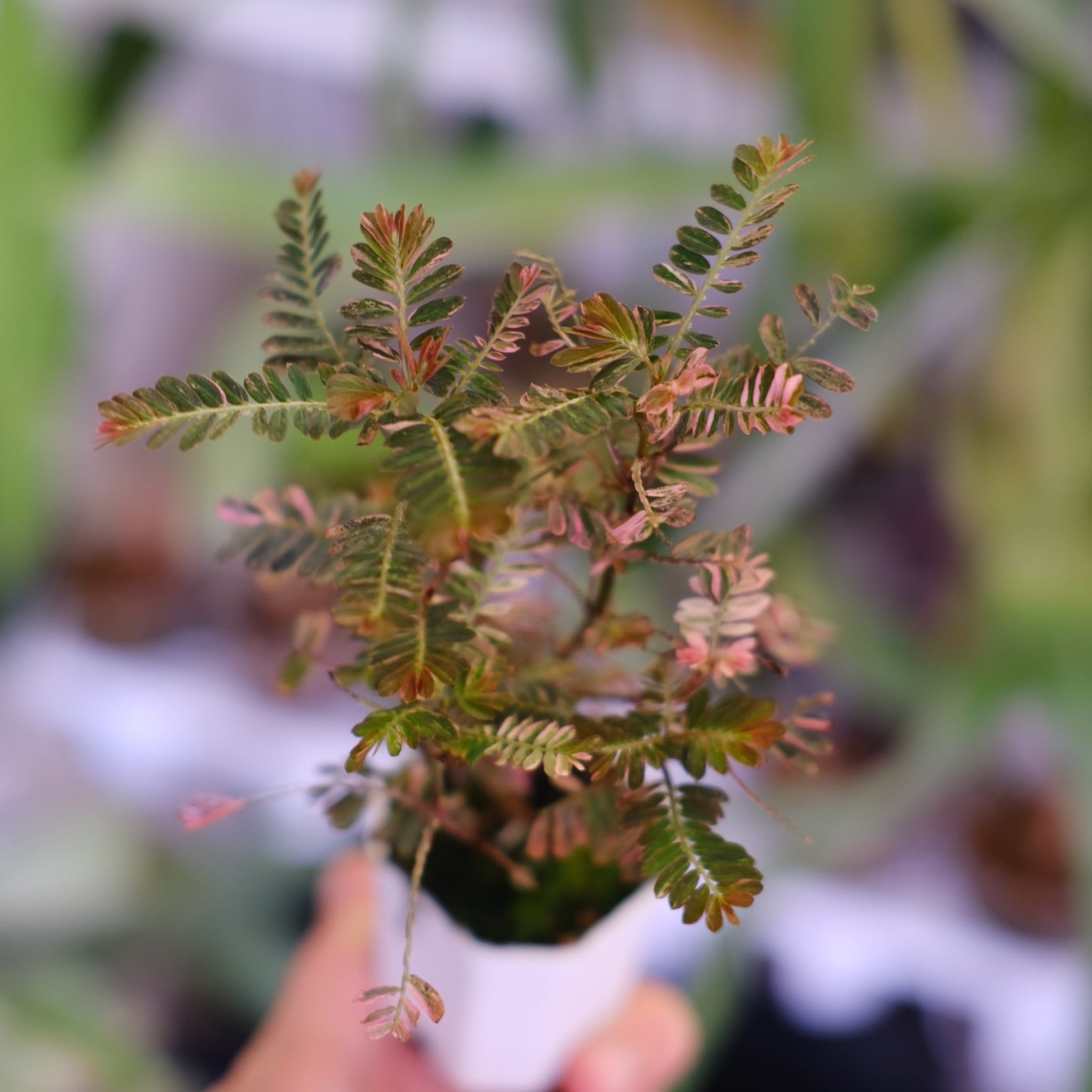 Phyllanthus urinaria Pink│フィランサス・ウリナリア Phyllanthus urinaria 'Pink Variegated'│フィランサス・ウリナリア