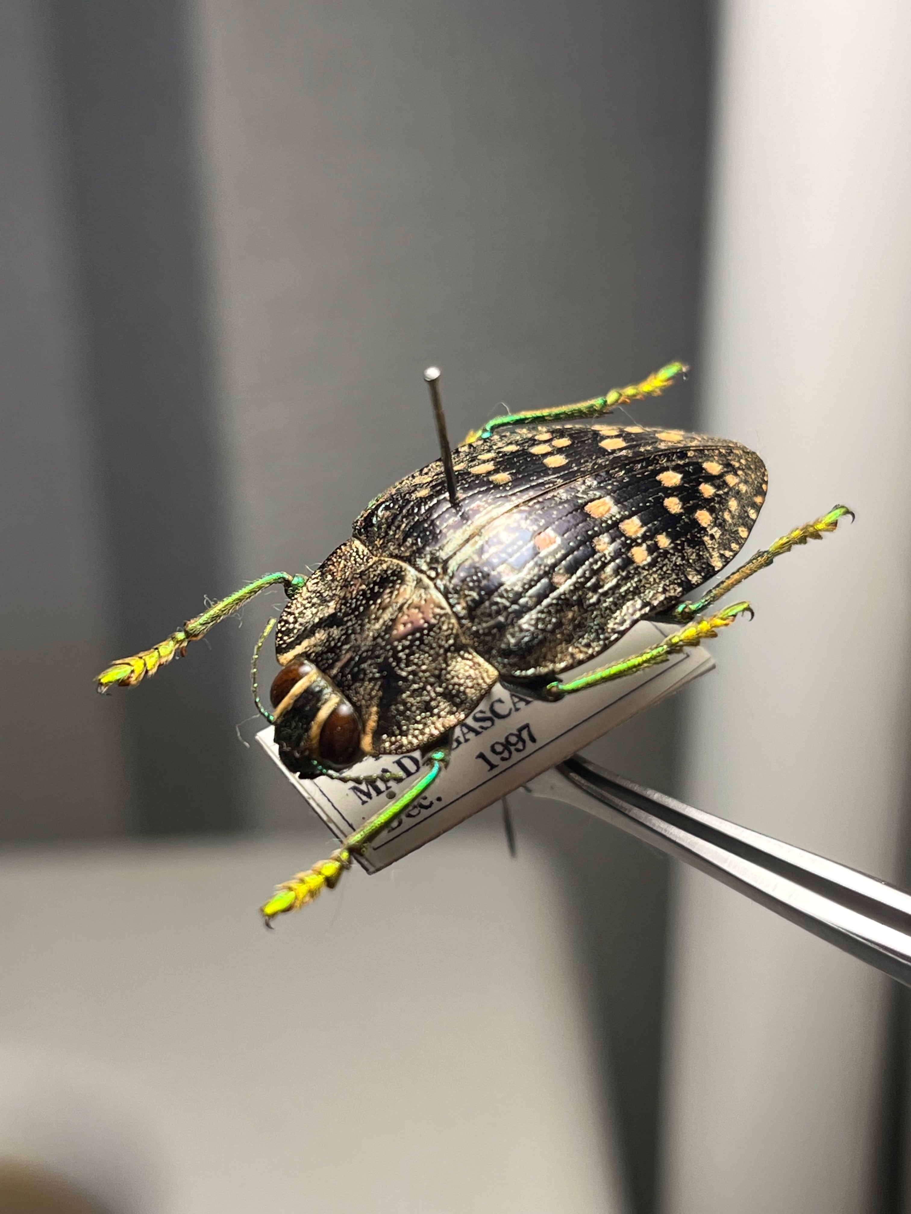 35mm♂】スハンダエオウサマムカシタマムシ Calodema suhandae 昆虫