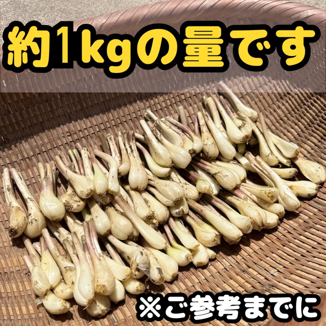 もうすぐ終了！！】熊本県産 朝採り 新鮮らっきょう 5kg 栽培中農薬不 