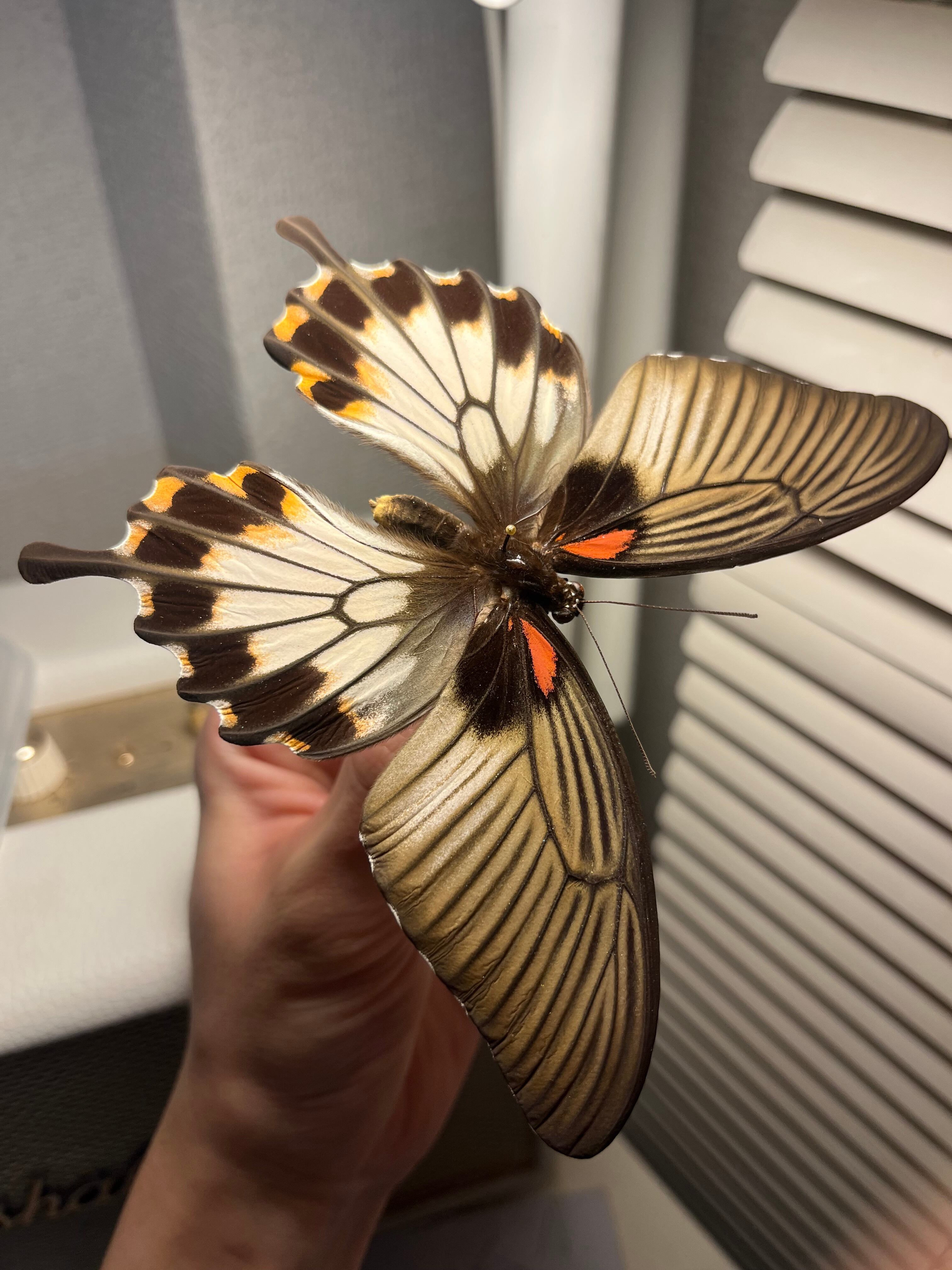 レテノールモルフォ蝶 蛾ピカソモスモルフォチョウMorpho昆虫標本
