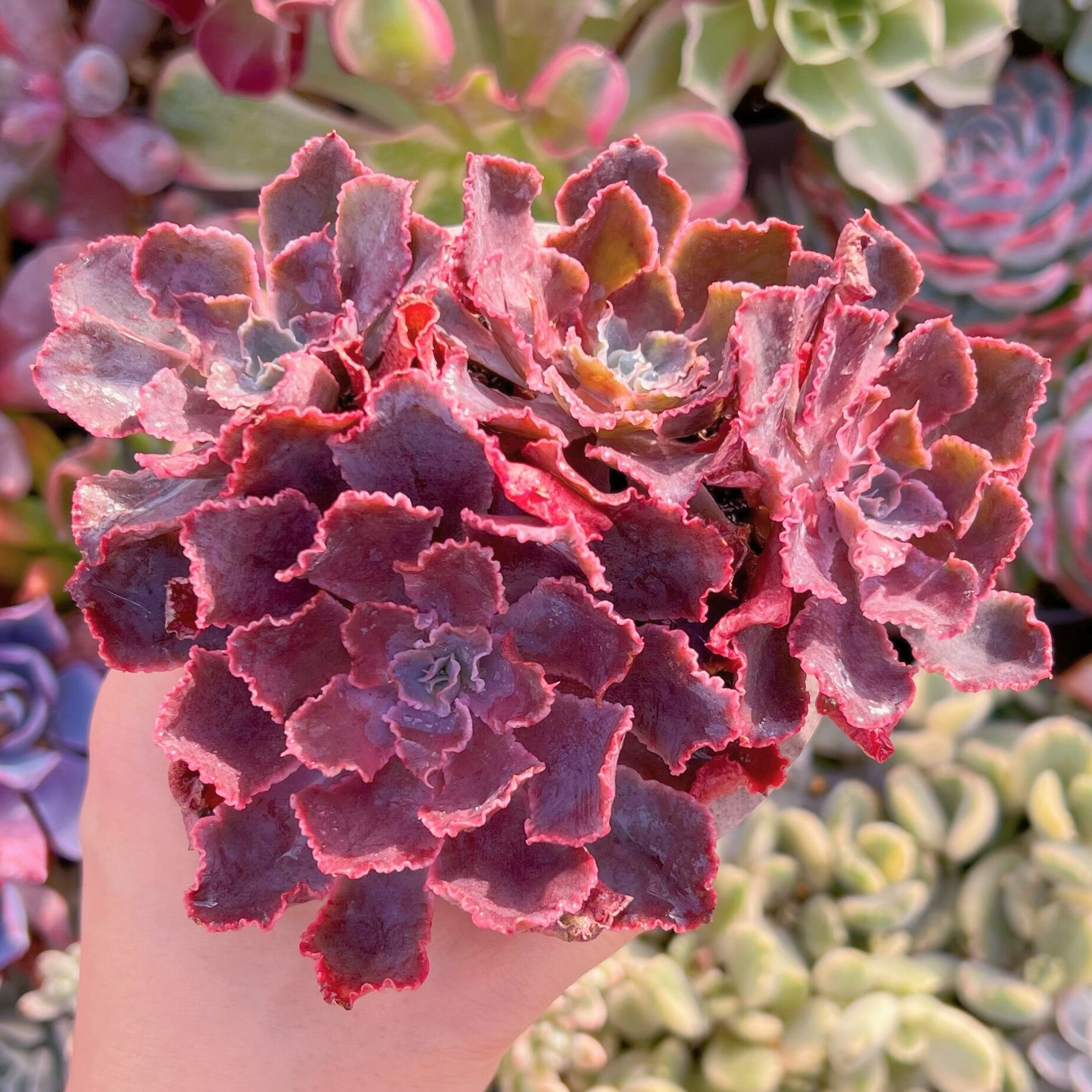 現品　シャビアナ#A84　るる農園