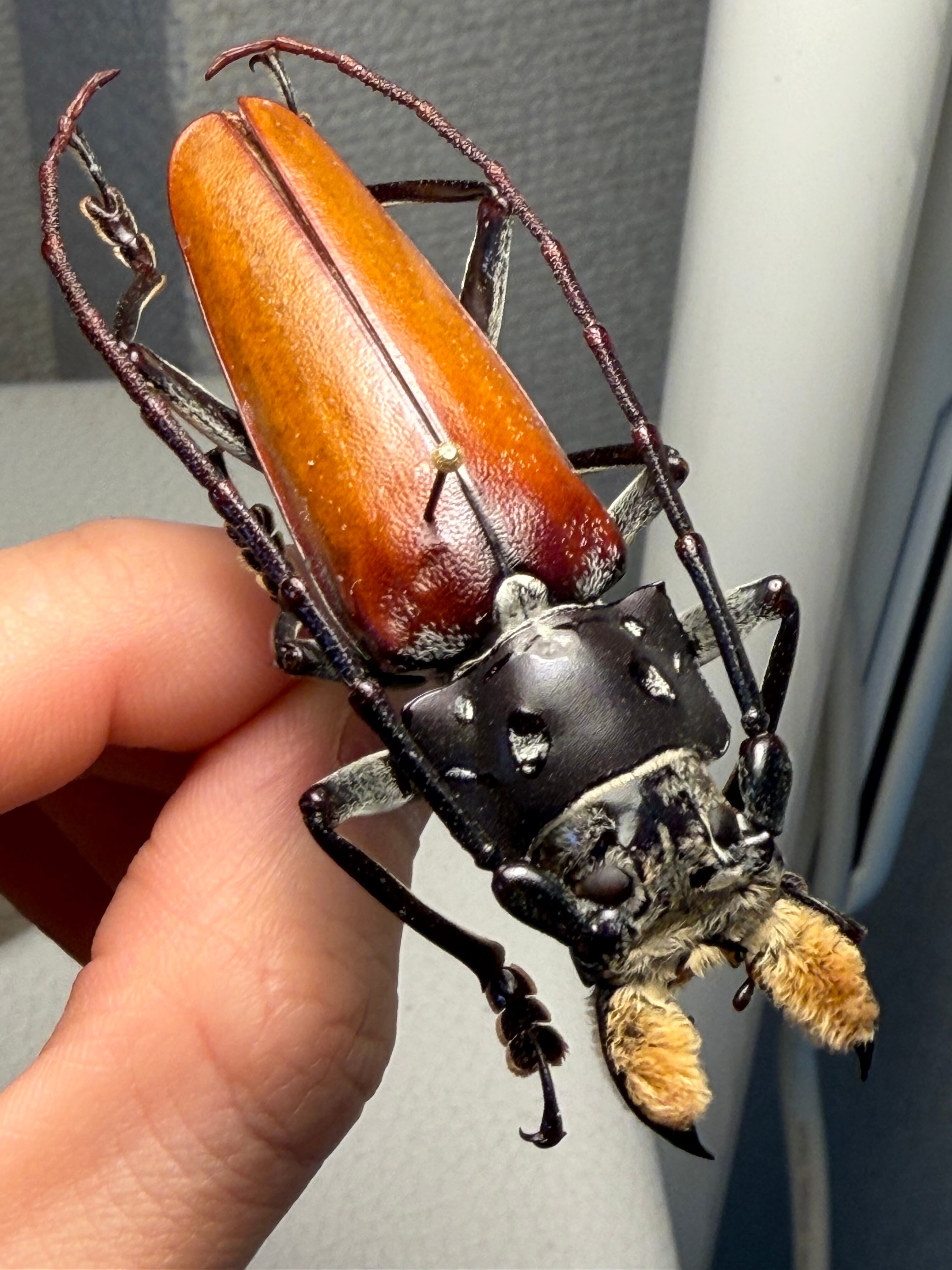 66mm】顎が剛毛なアラゲオオウスバカミキリ 甲虫昆虫標本タランチュラ