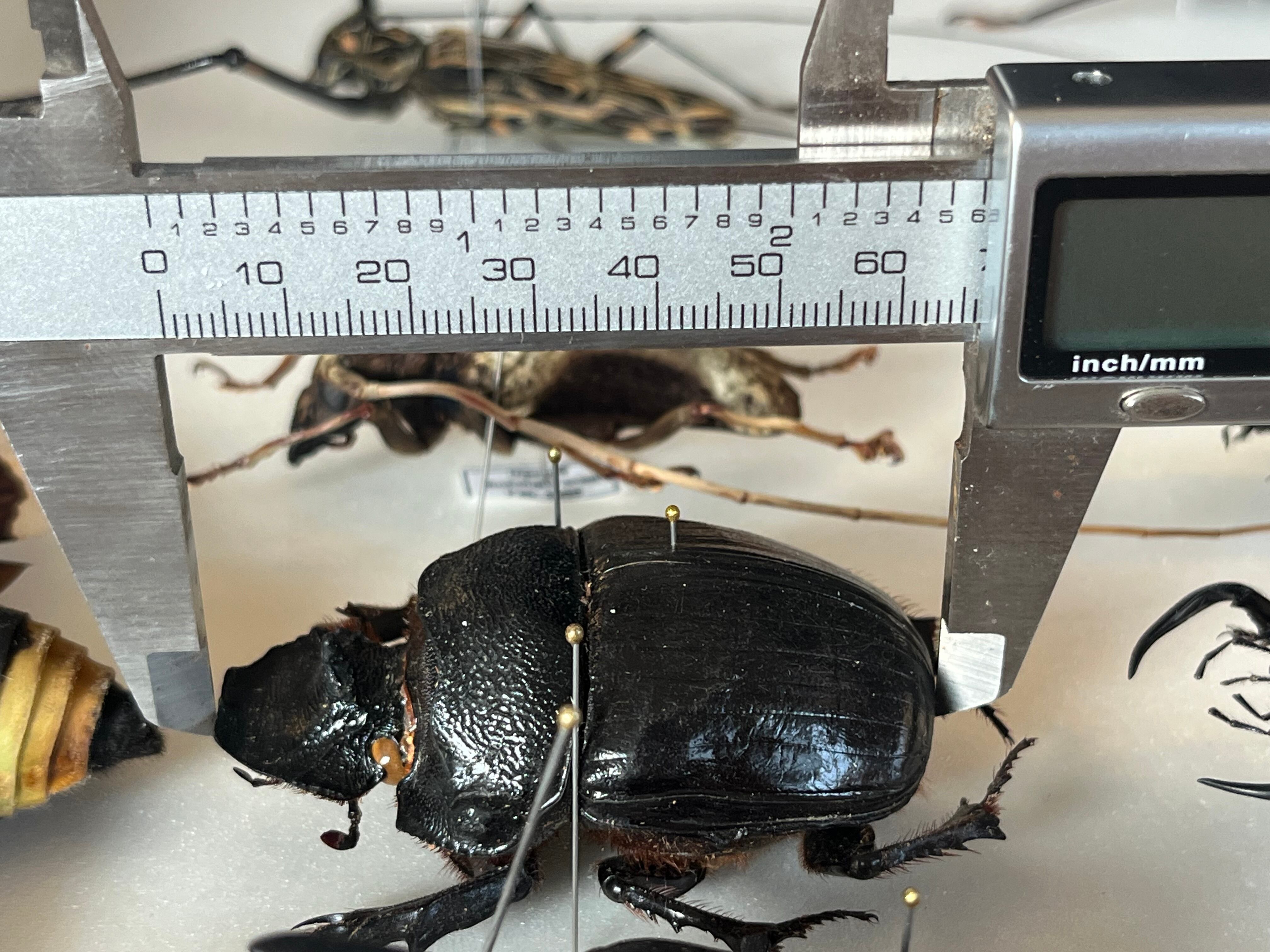 昆虫標本 巨大種　オウサマナンバンダイコクコガネ 大型ペア65×61 糞虫最大種】テイオウナンバンダイコクコガネムシ ♂65mm フンチュウ