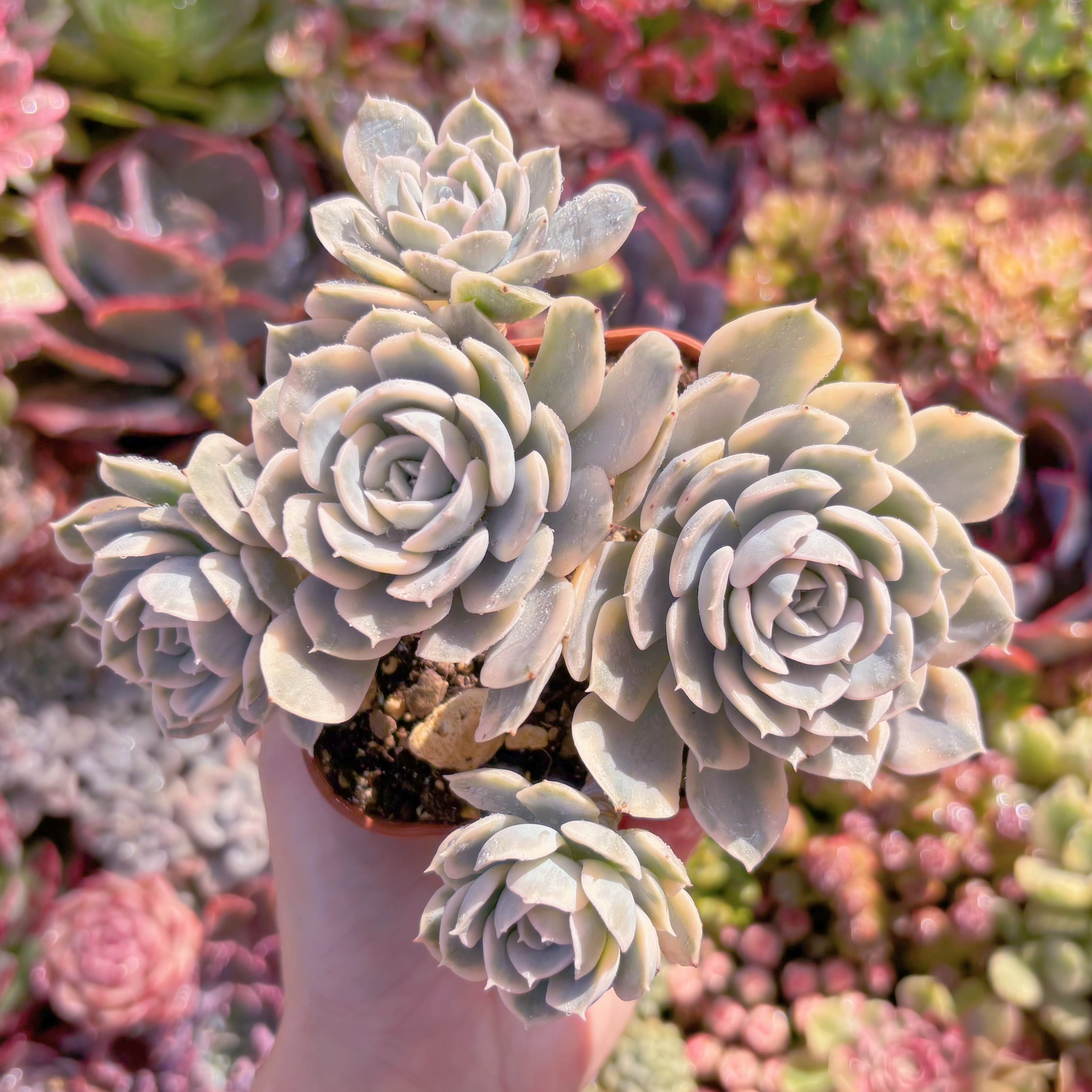 現品　ルヨンニ錦#850　大群生　るる農園