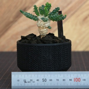Euphorbia inermis 九頭竜 (ユーフォルビア イネルミス) / 実生 / 3号鉢 / Lot.001