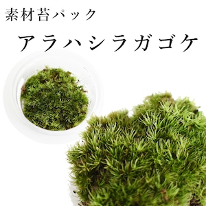 アラハシラガゴケ　苔テラリウム作製用素材苔