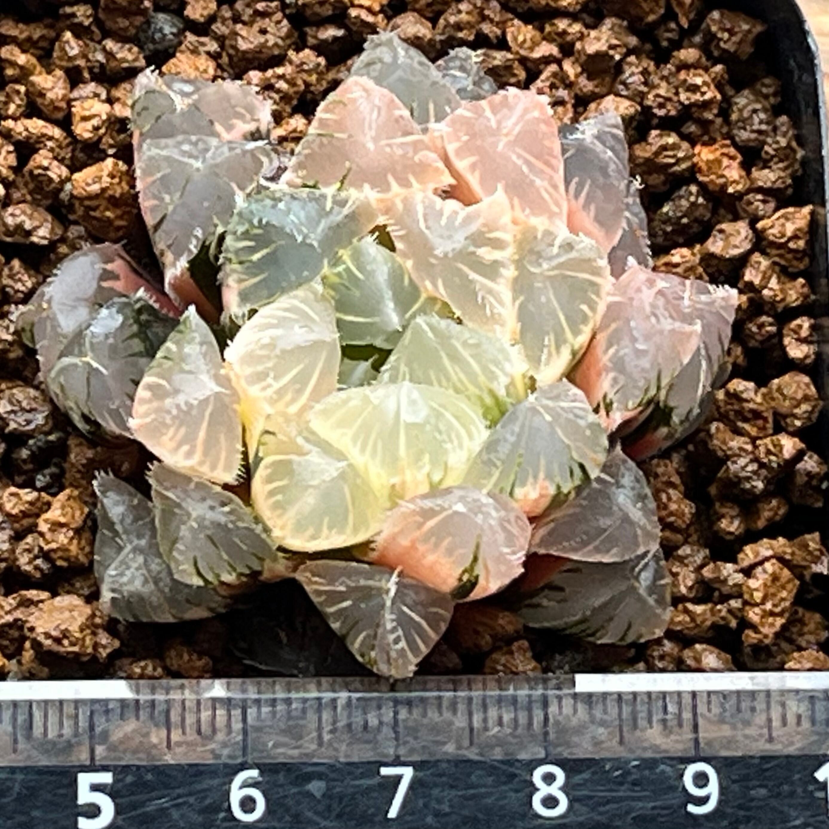 ハオルチア 玄氷錦×赤線レンズ錦 実生 | mocono_plants