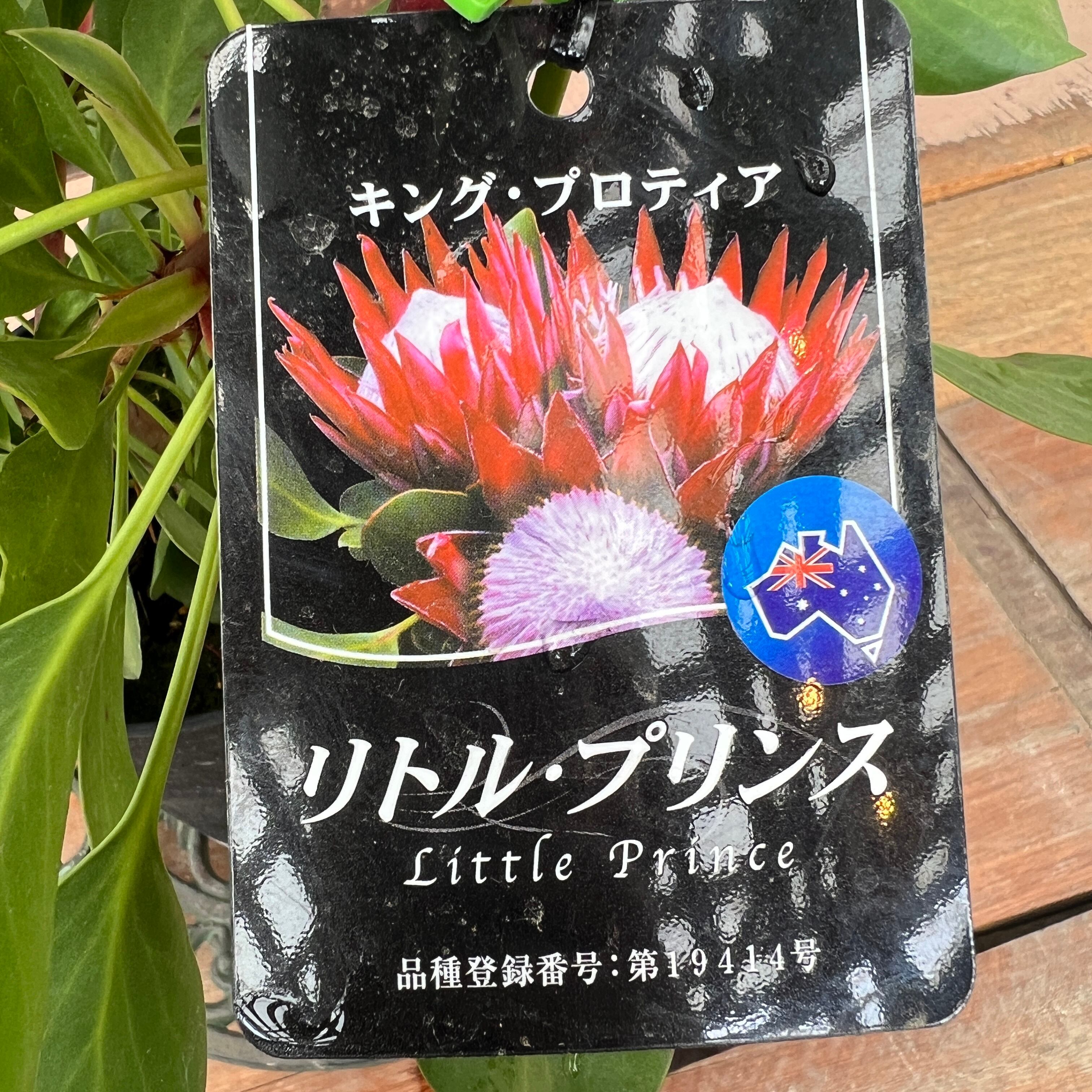 キングプロテア リトルプリンス① | 沼ノ上農園
