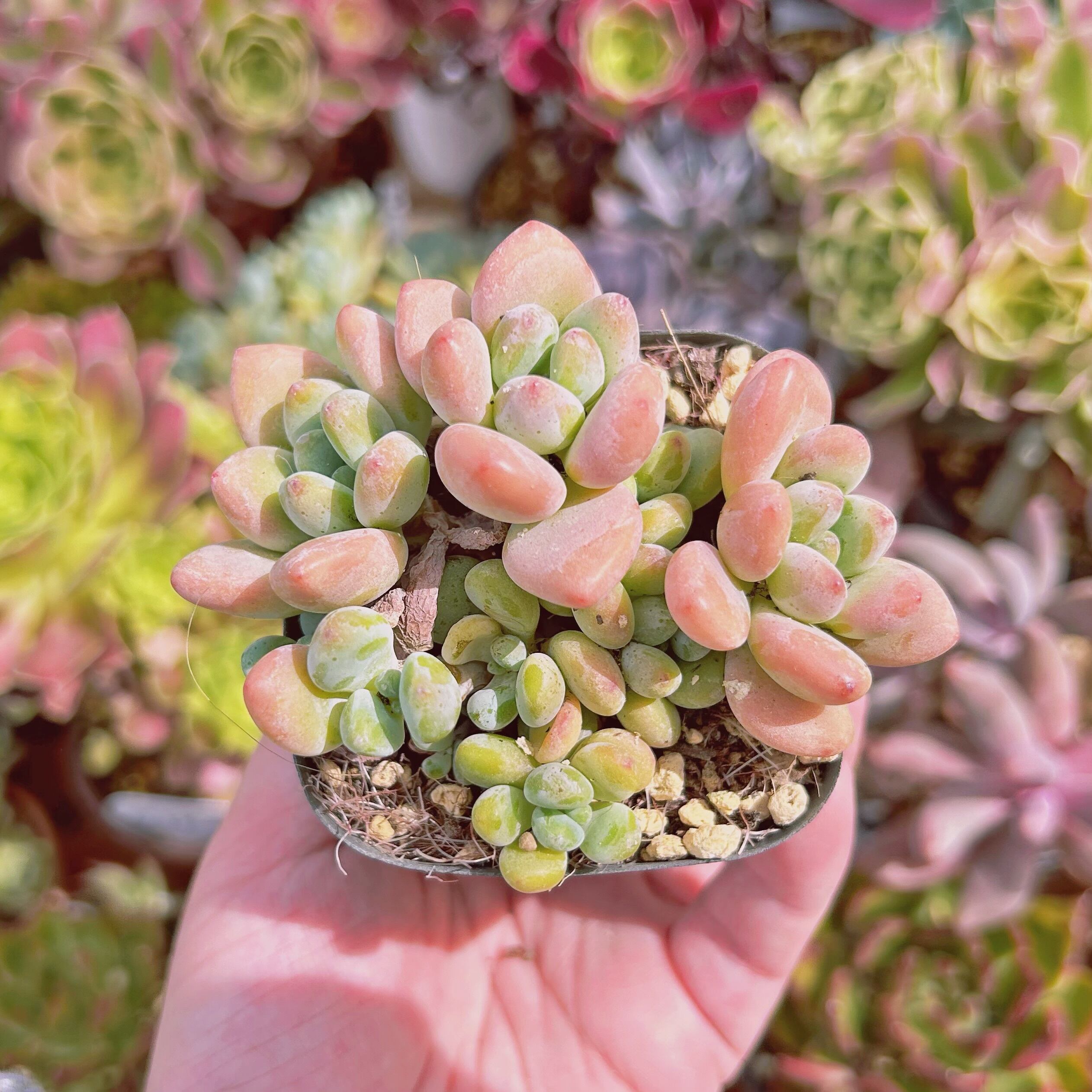 現物 多肉植物 マカロン 抜き苗 | るる農園~多肉植物専門