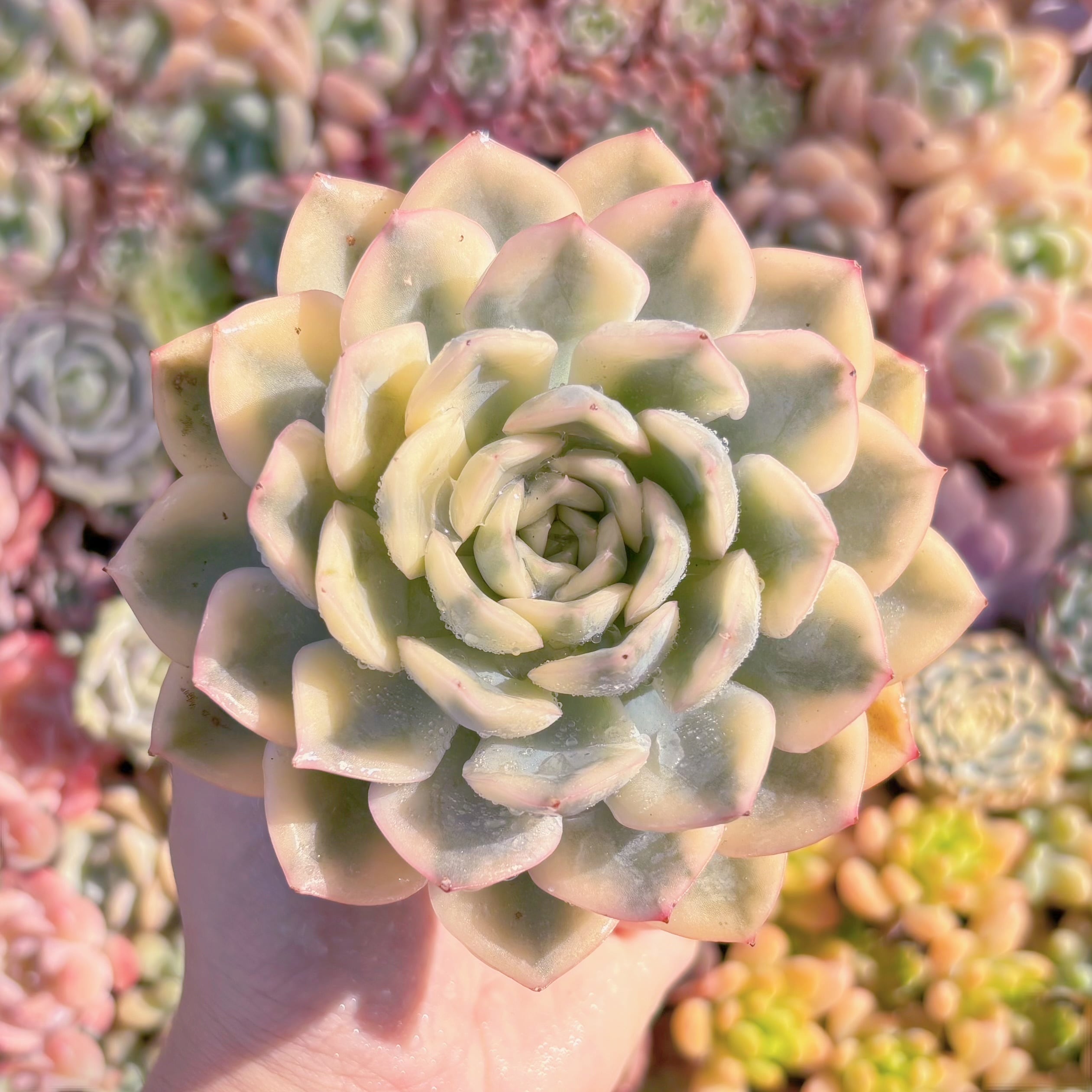 多肉植物　月亮仙子錦　新入荷　るる農園