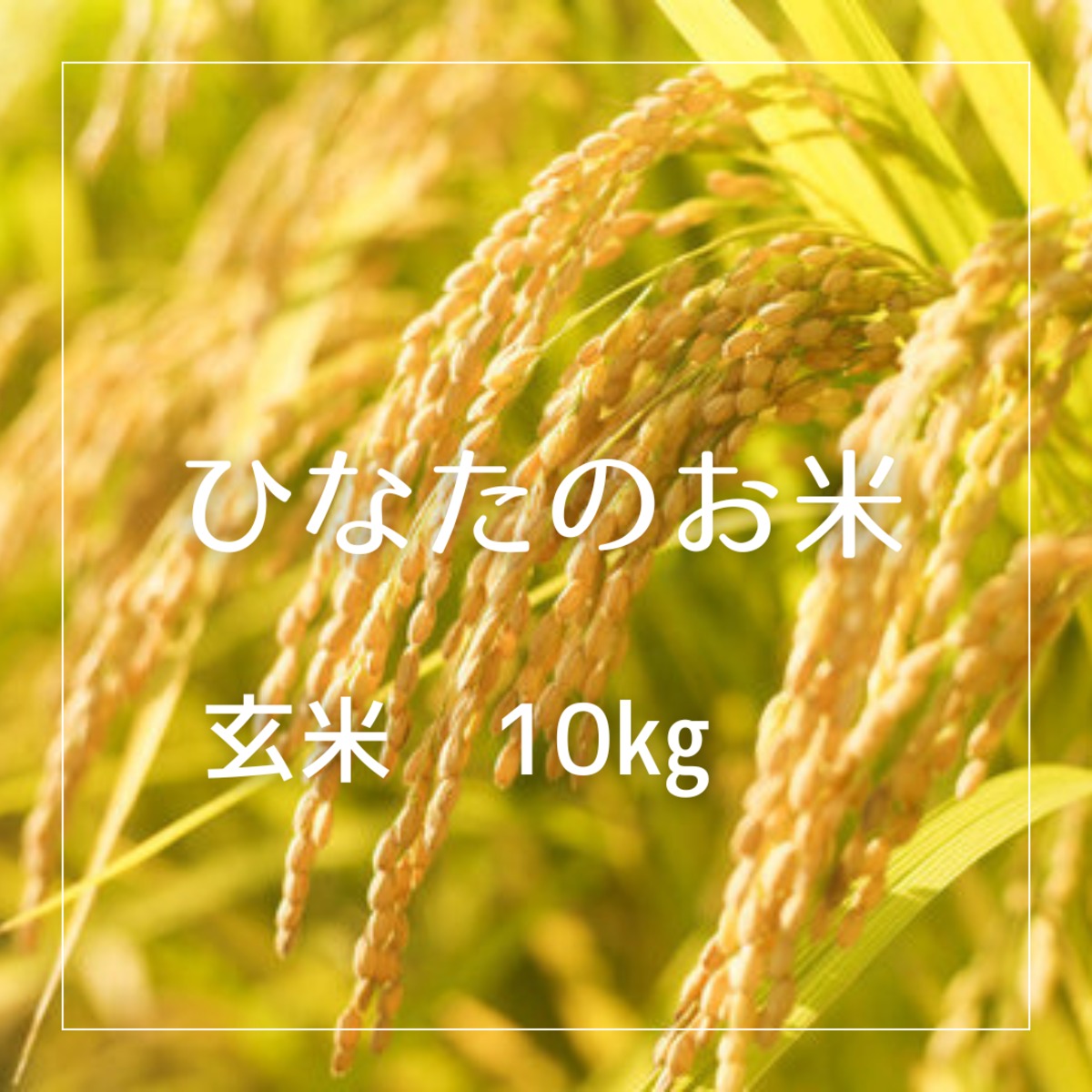 Yoko様用R6年産徳島県鳴門市産栽培期間中農薬不使用栽培コシヒカリ玄米30kg