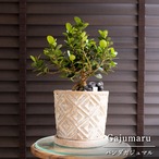 パンダガジュマル 6号 陶器鉢 ピック付 観葉植物 ガジュマルの木 多幸の木 ガジュマル 0313BE