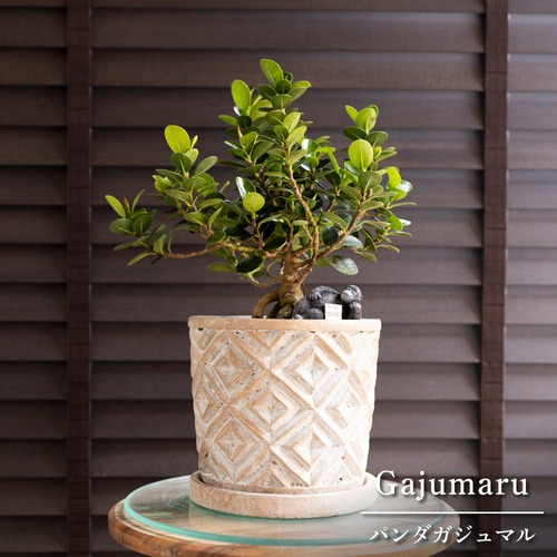パンダガジュマル 6号 陶器鉢 ピック付 観葉植物 ガジュマルの木 多幸の木 ガジュマル 0313BE
