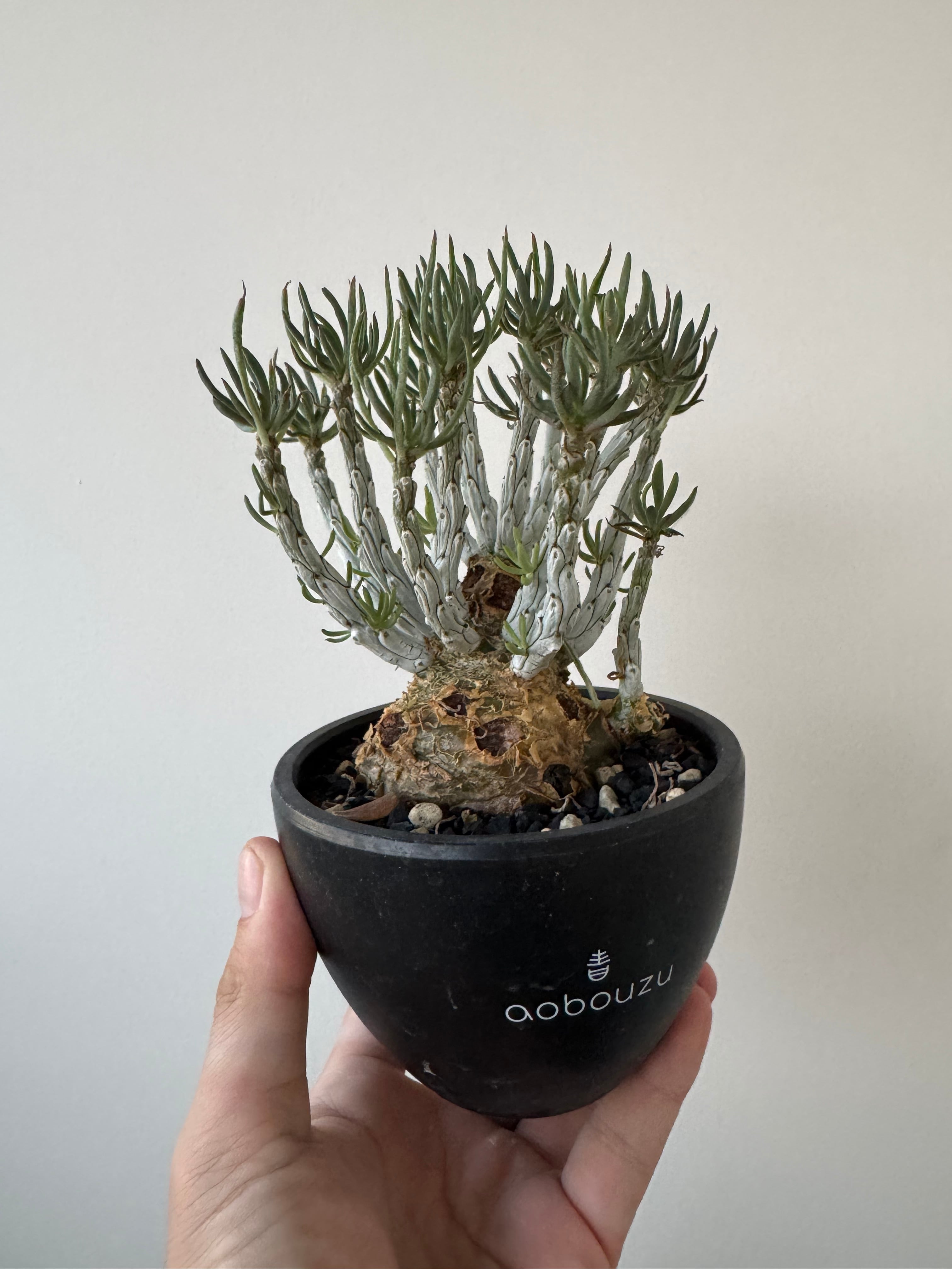 【新着】Tylecodon pearsonii 【小型の抜群な冬型塊根】チレコドン ペアルソニー 白象