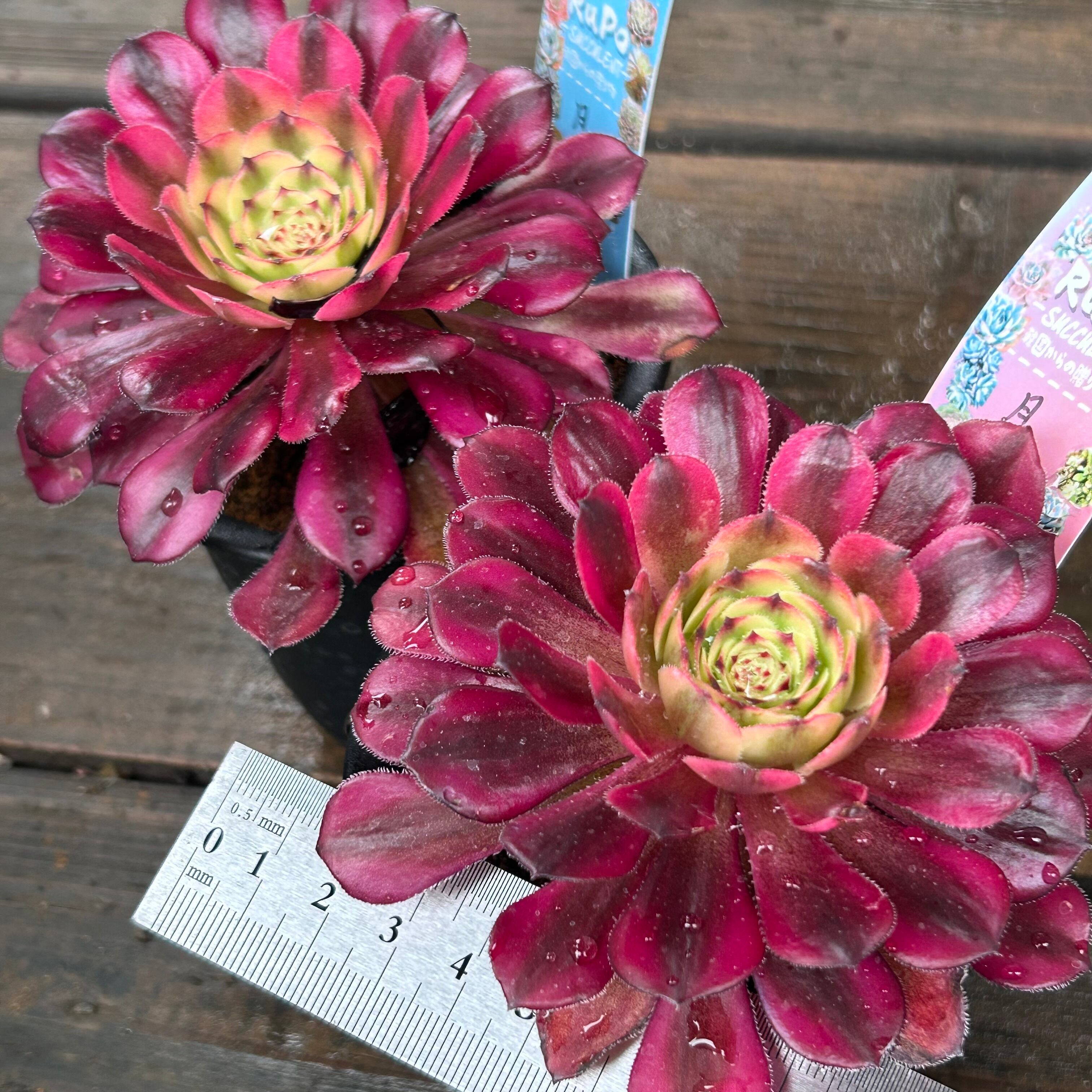 アエオニウム　chibimimi 月 アエオニウム | RuPo 多肉植物専門店