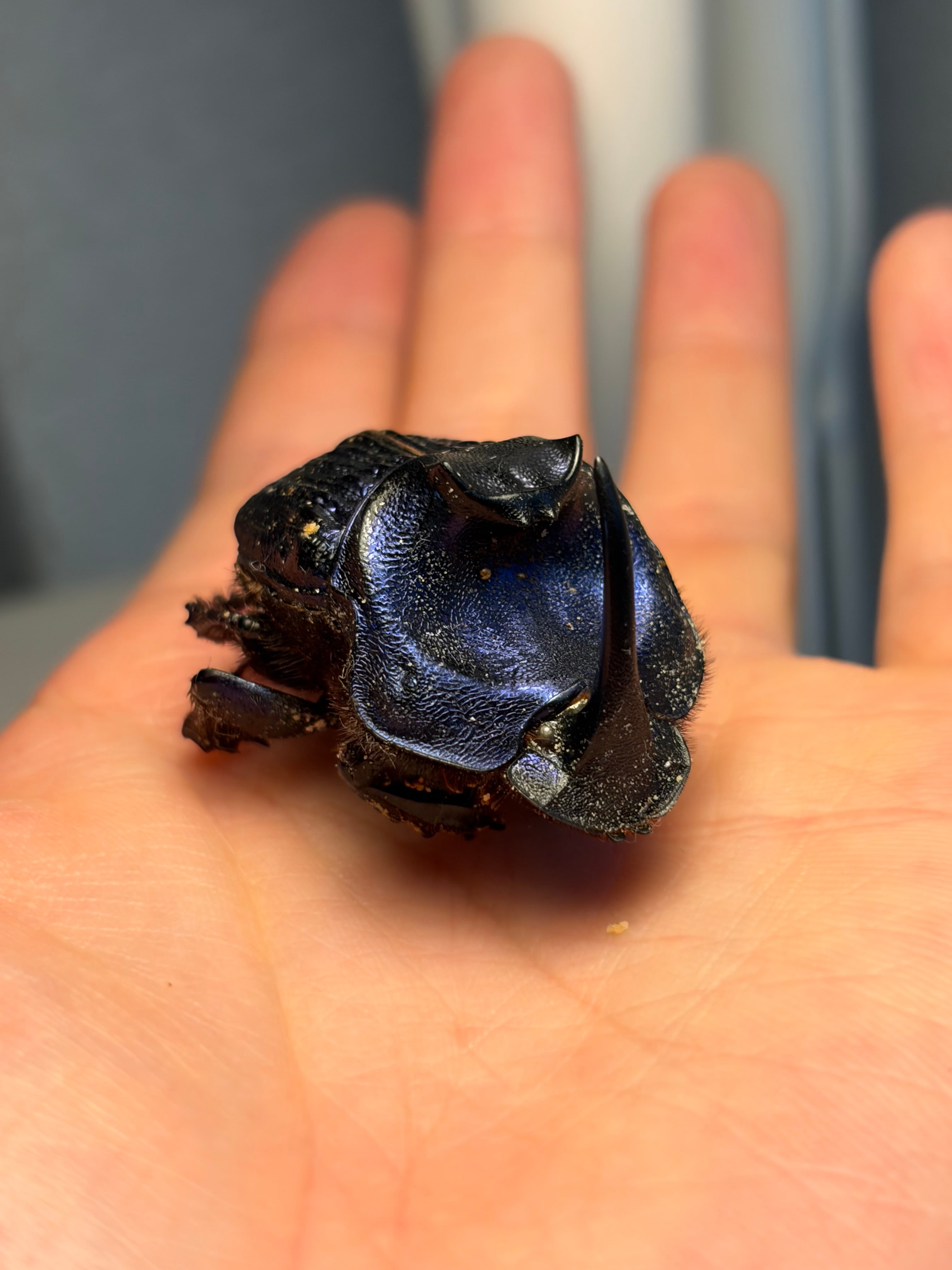 2匹set】マンマルコガネ レッドフォーム 標本 とんでもない甲虫