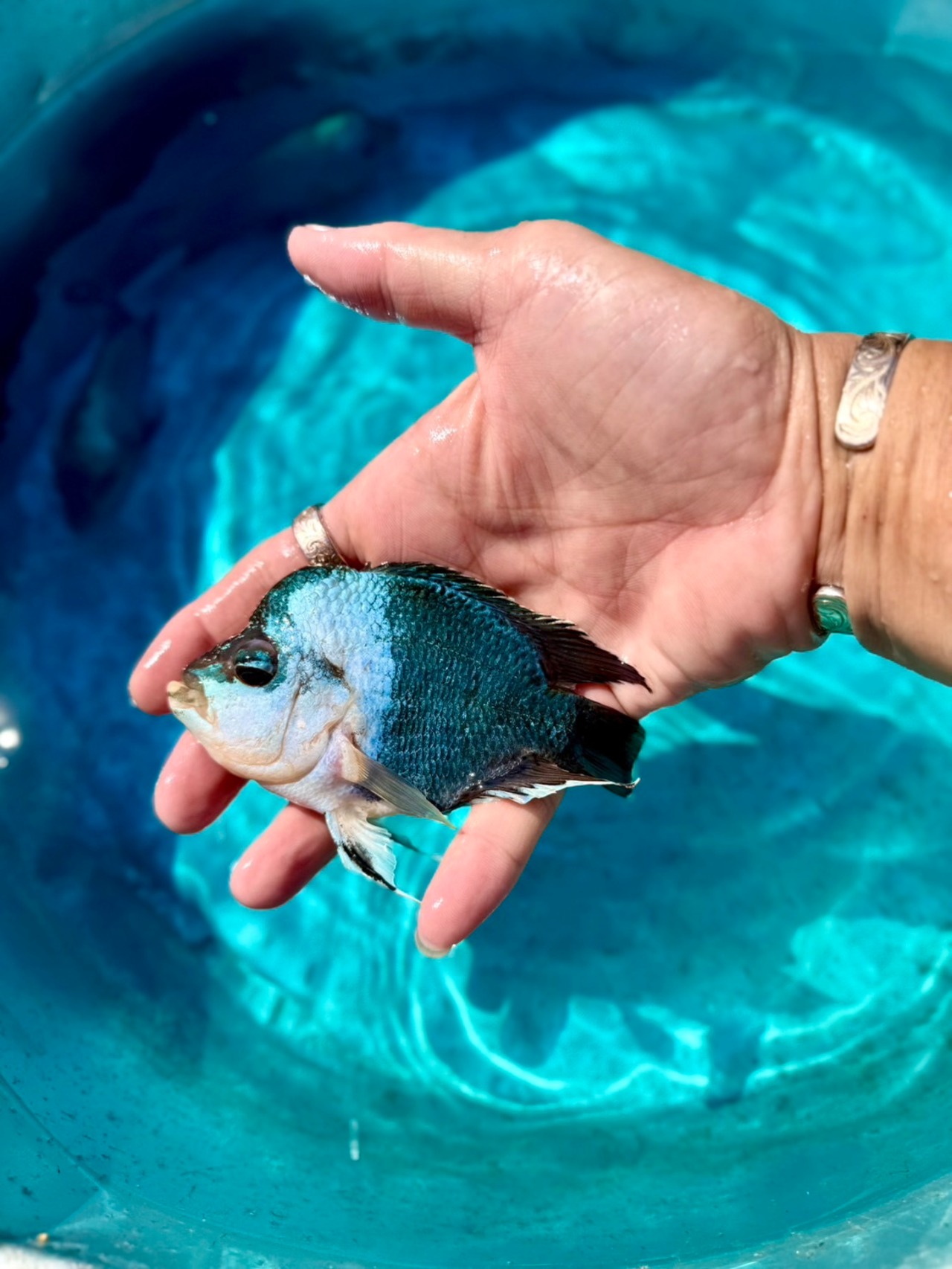 タイシルク・ショートボディー・レアカラー - 1