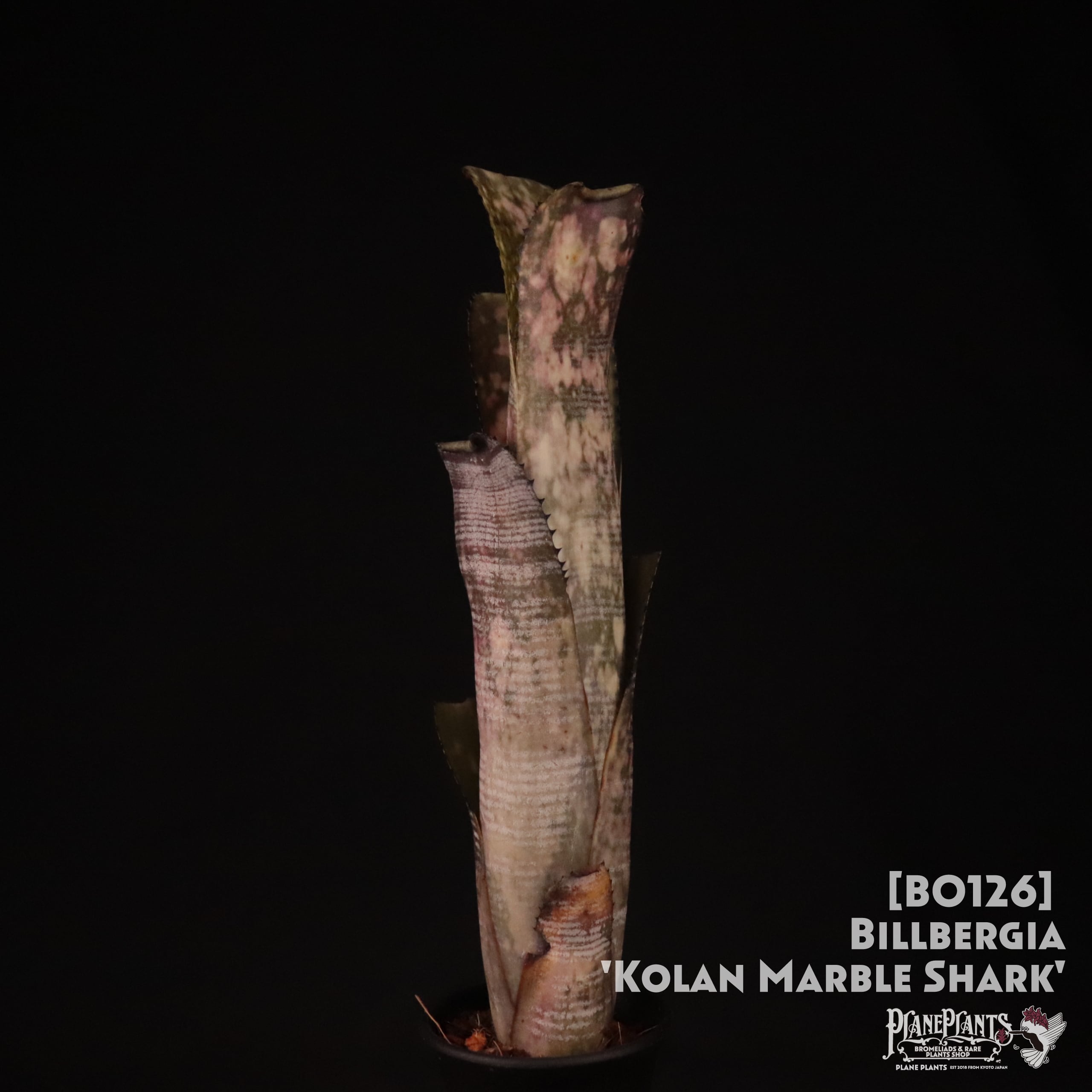 【送料無料】Billbergia 'Kolan Mable Shark'〔ビルベルギア〕現品発送B0126