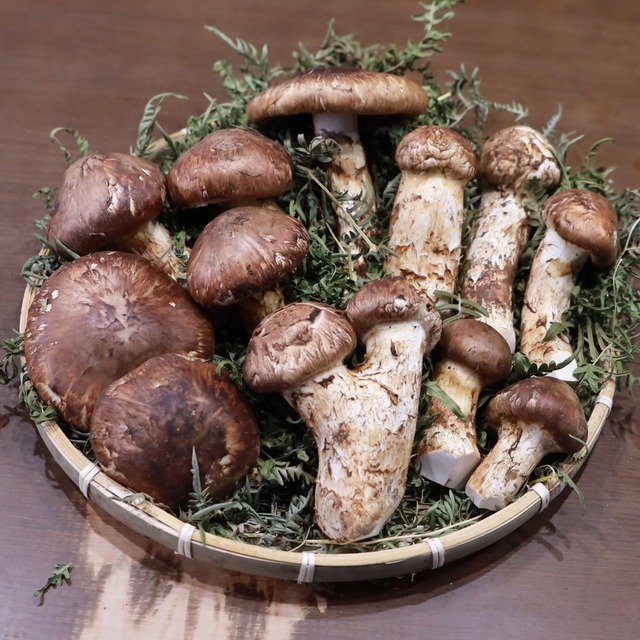 【新鮮な国産の詰め合わせ松茸】 １ｋg　