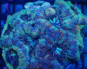 BossCollection AchanthastreaLordhowensis
