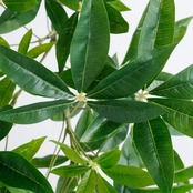 ミニパキラ90㎝［人工観葉植物・フェイクグリーンT］
