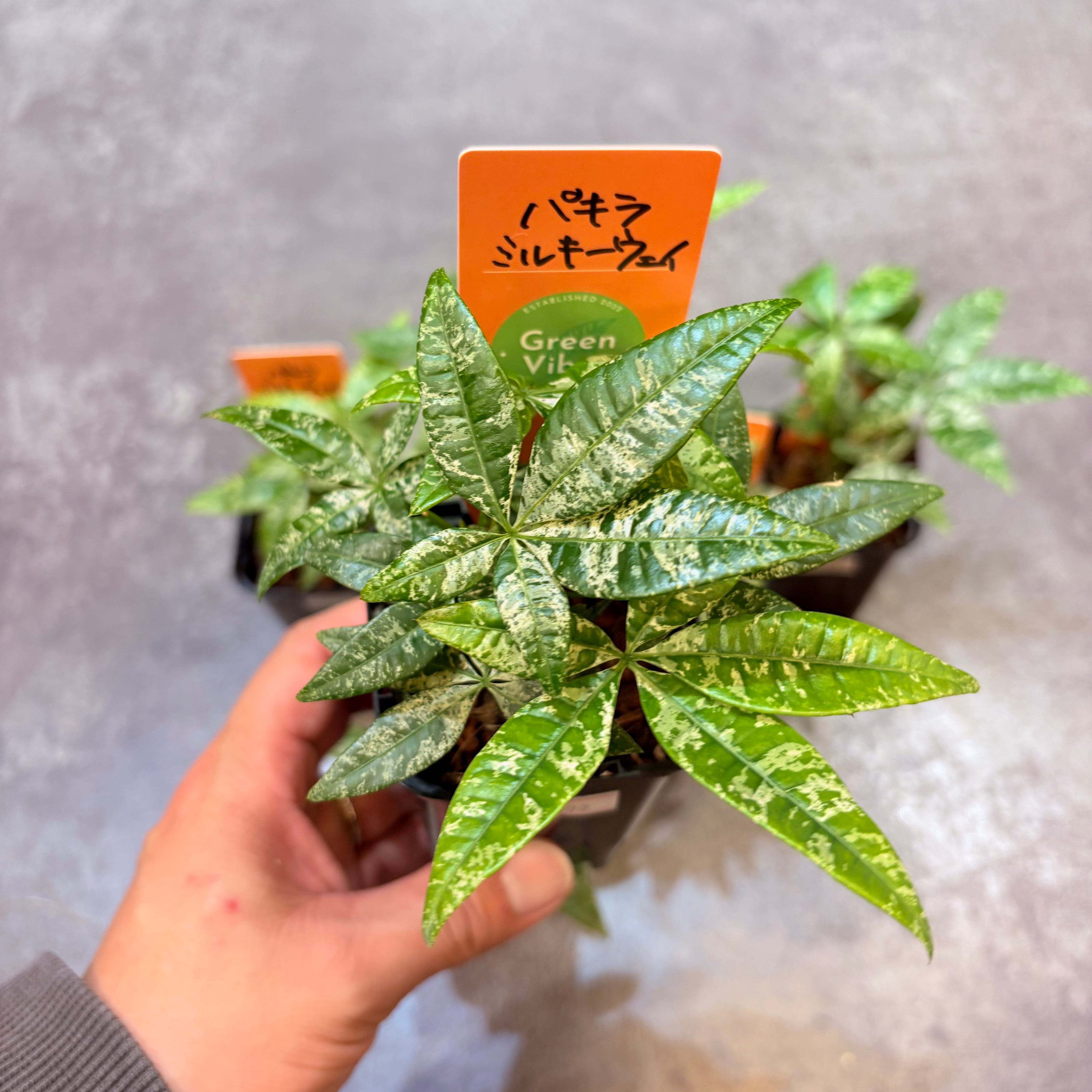 パキラ ミルキーウェイ実生 2.5号 | Green Vibes 宇都宮市の観葉植物専門店