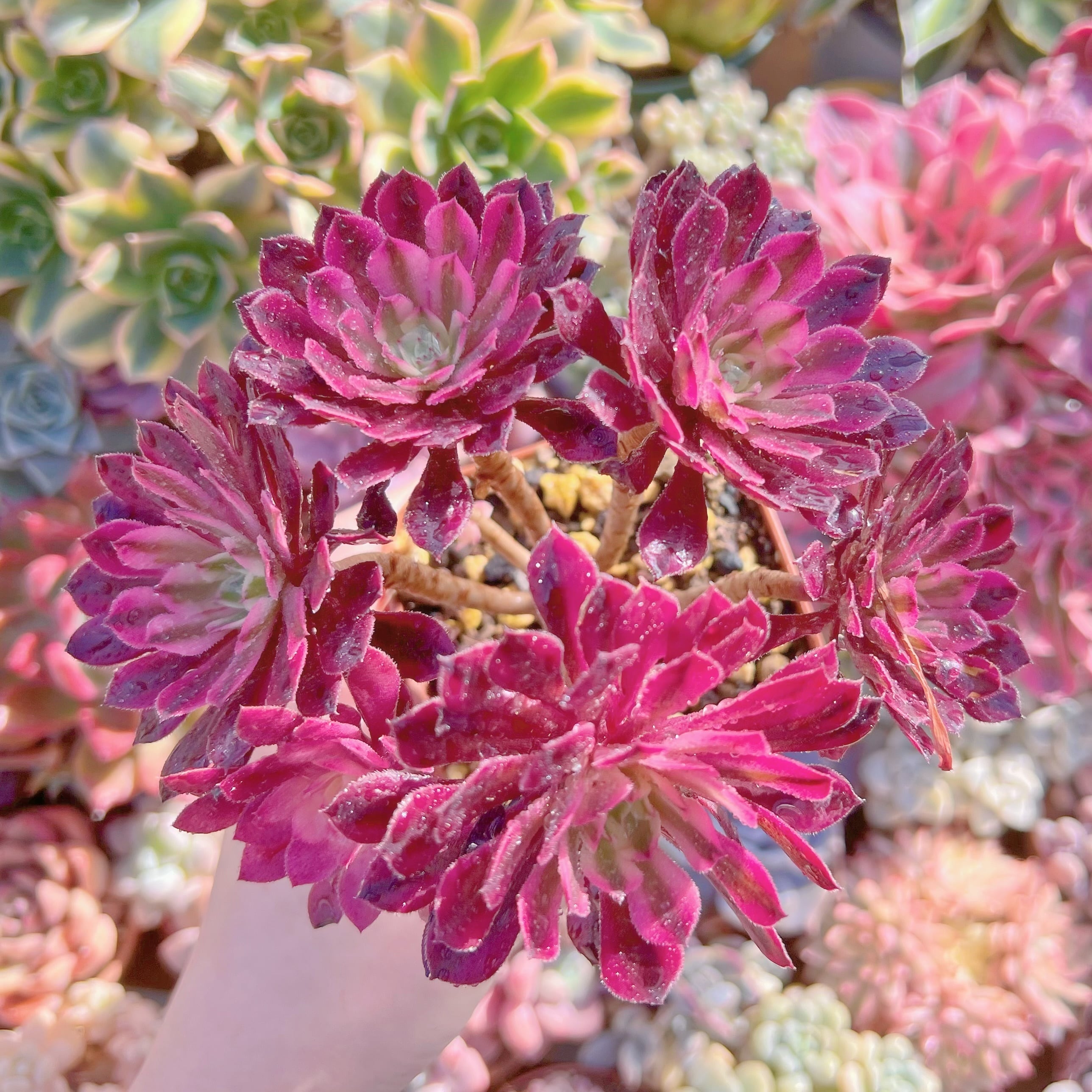 現品　ブラックチェリー#247　群生　るる農園